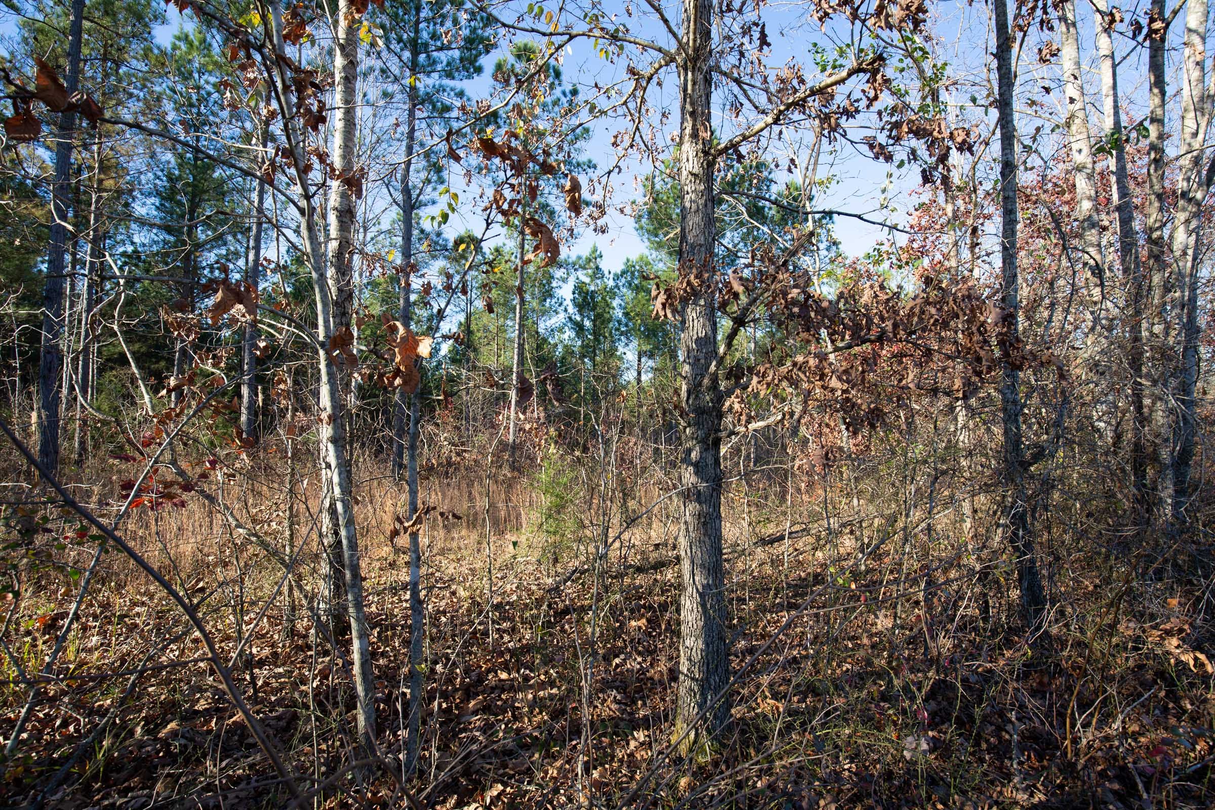 Whetstone Pines Tract 5 photo 8