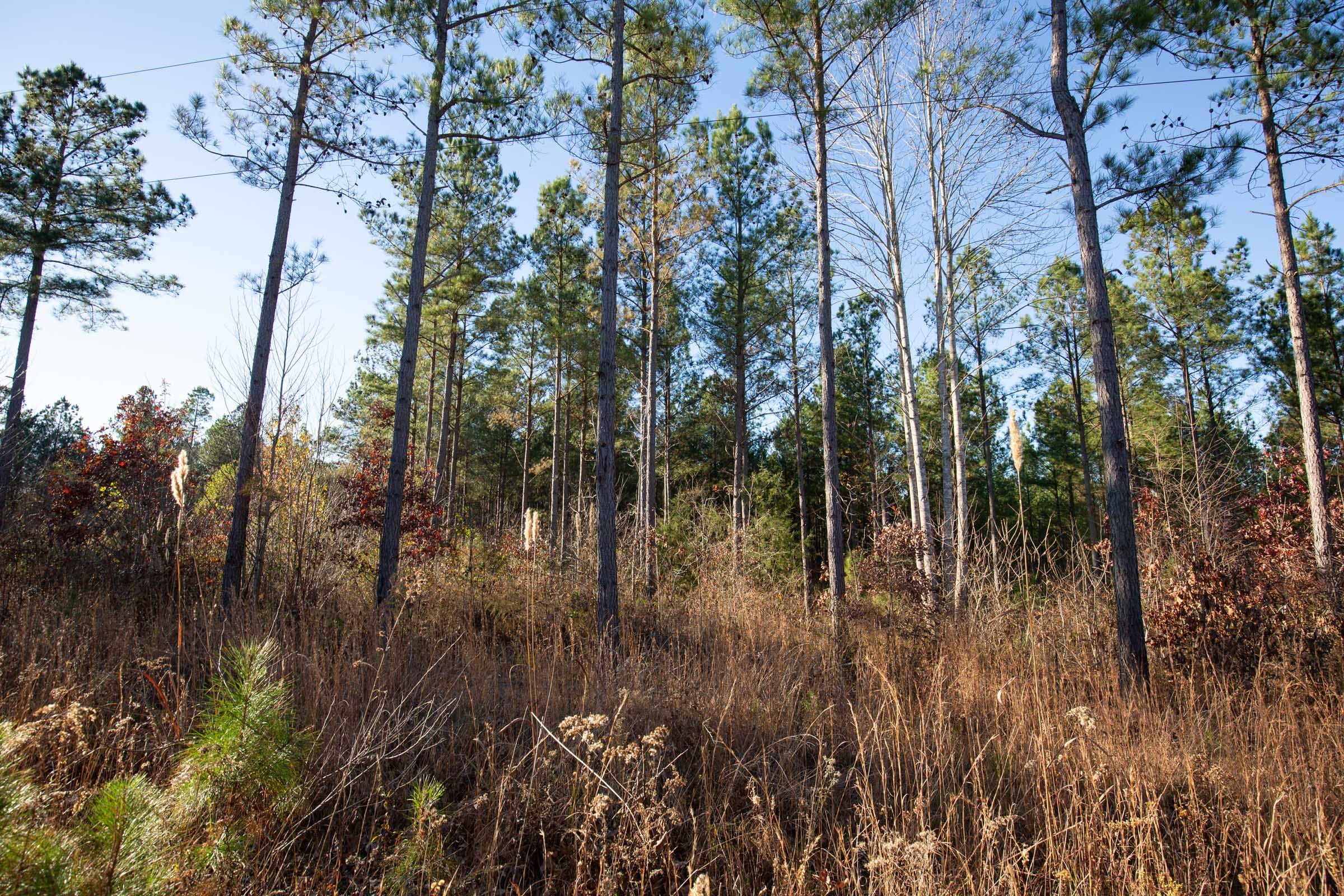 Whetstone Pines Tract 5 photo 10