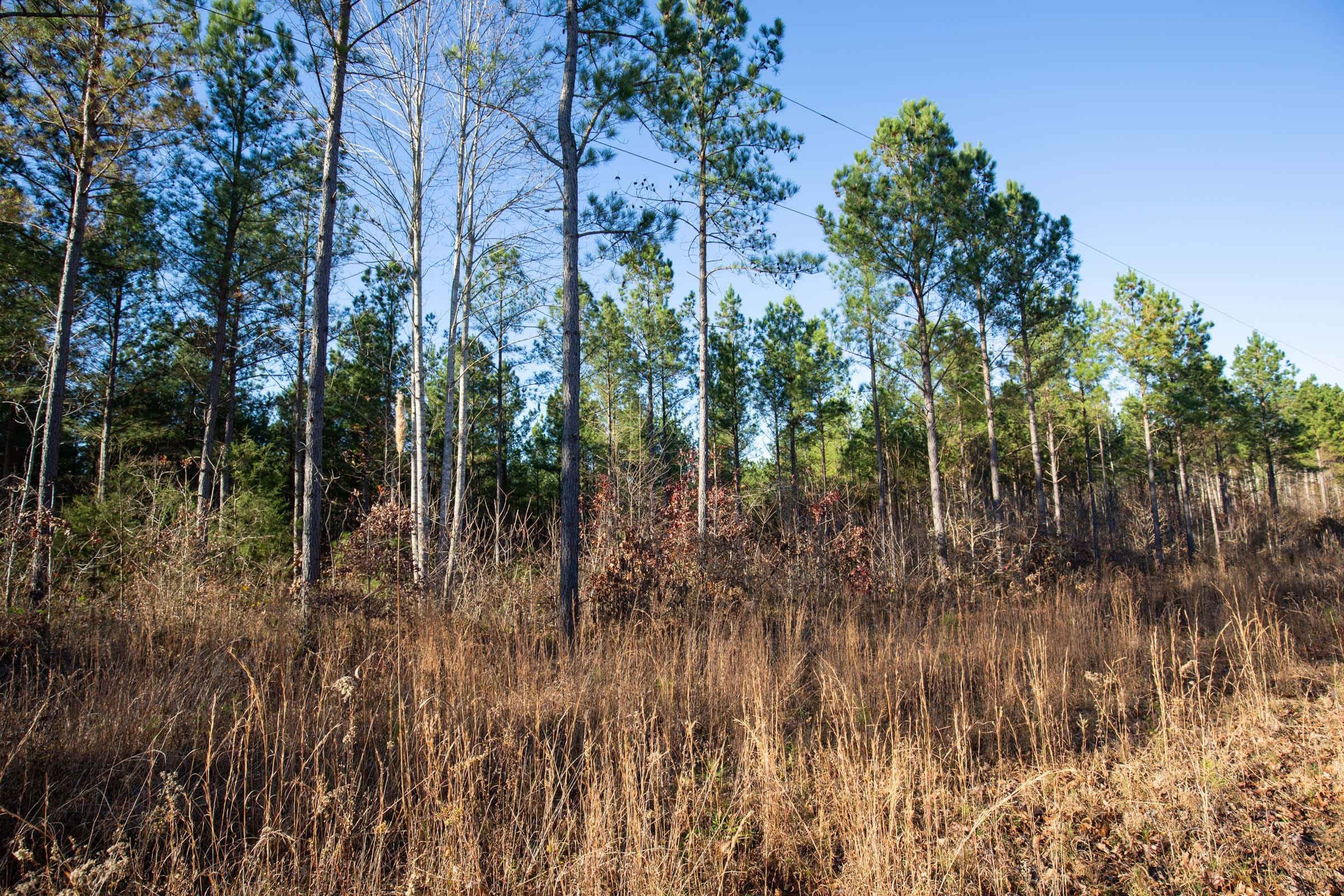 Whetstone Pines Tract 5 photo 11