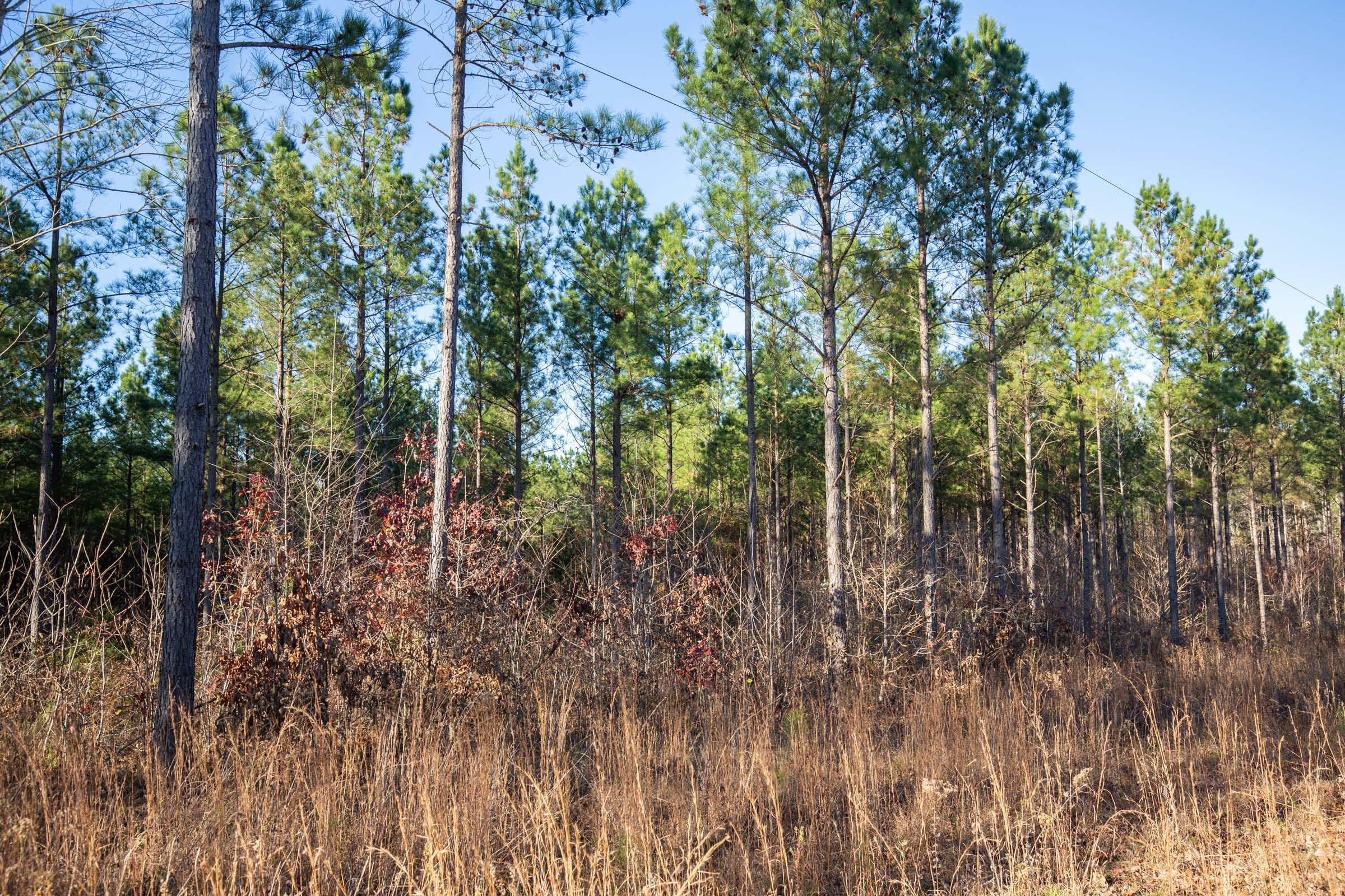 Whetstone Pines Tract 5 photo 12