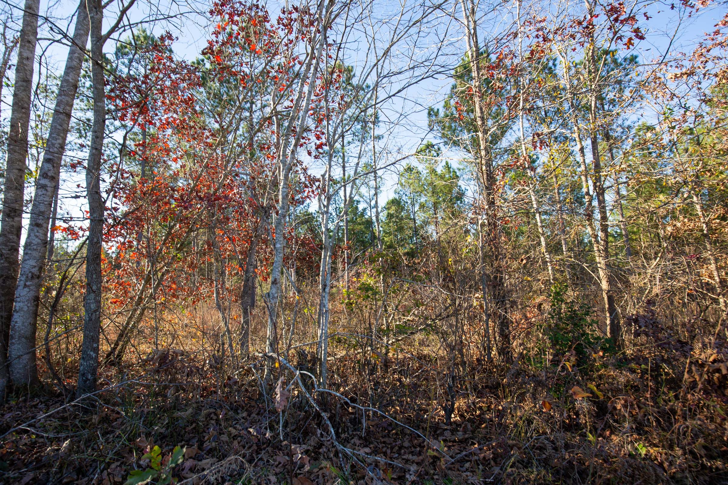 Whetstone Pines Tract 5 photo 13