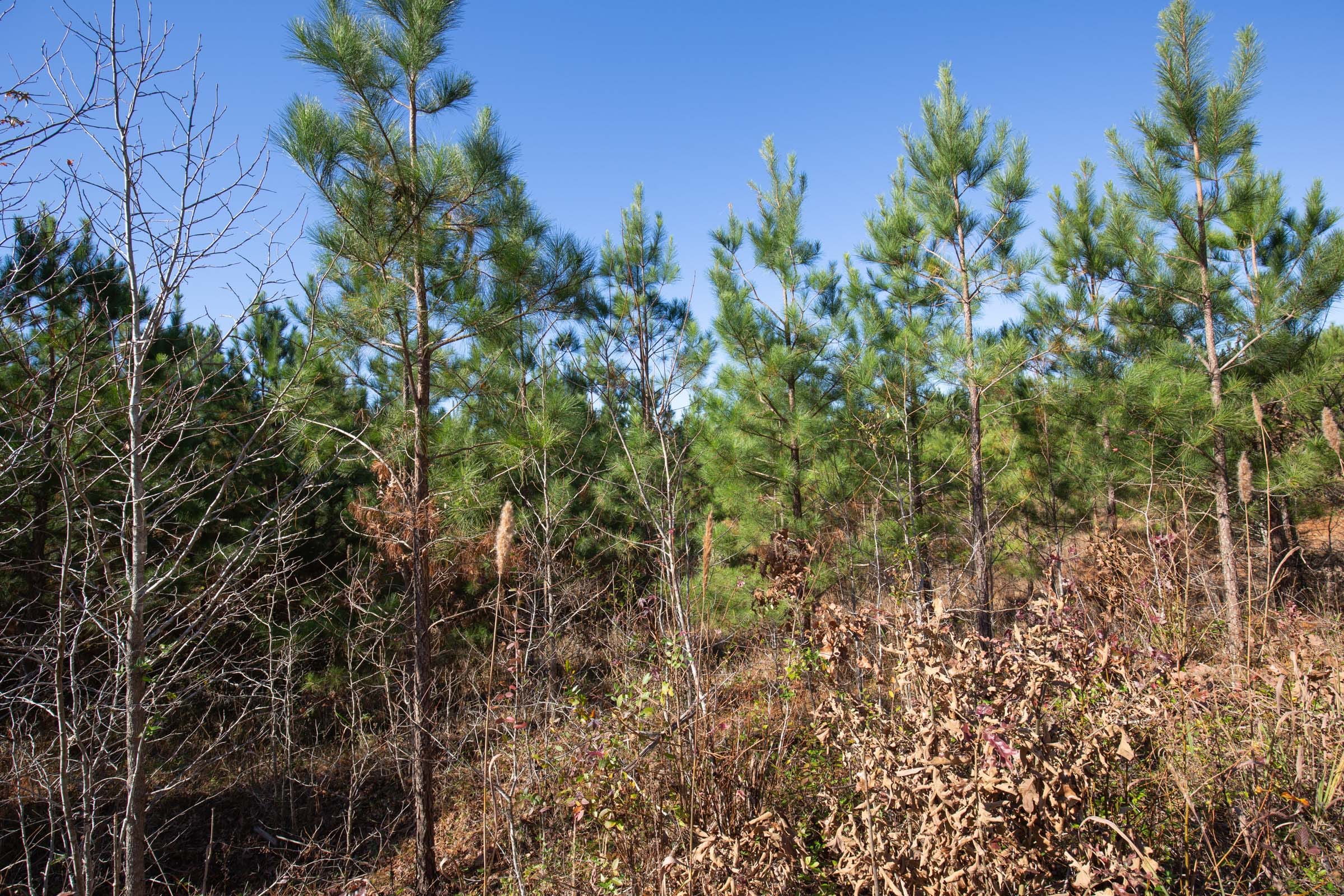 Pine Ridge Tract 2 photo 2