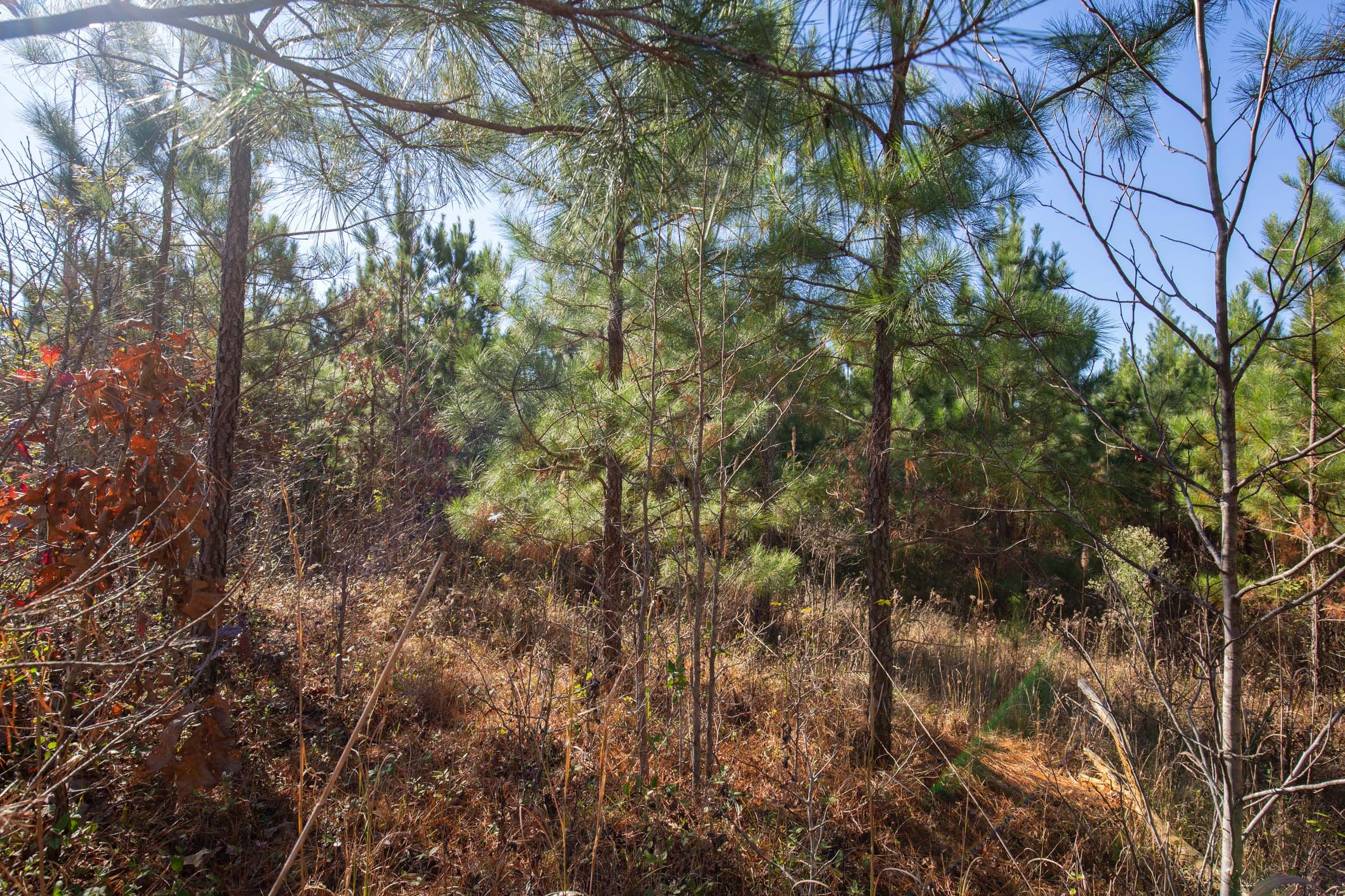 Pine Ridge Tract 2 photo 4