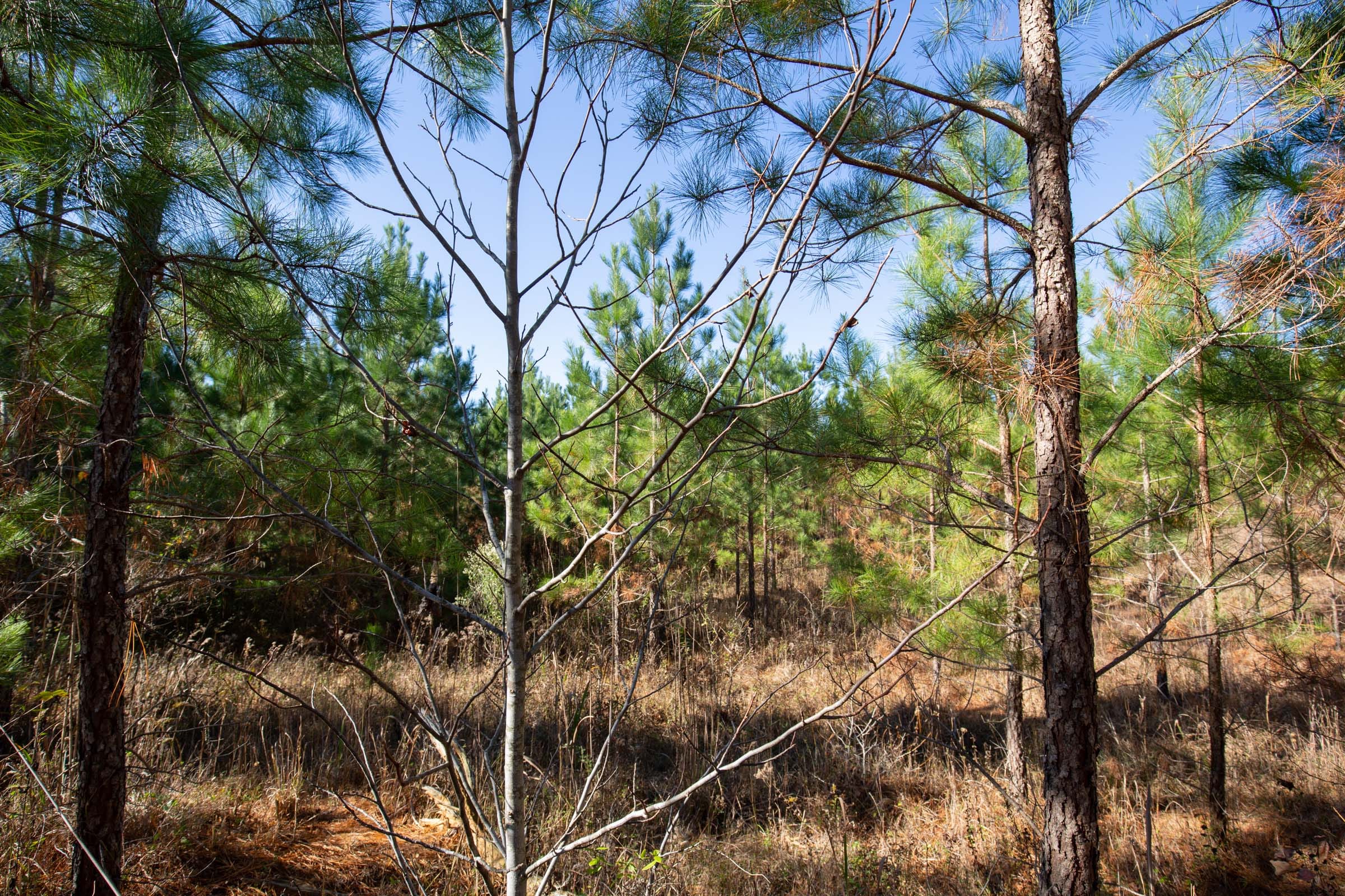 Pine Ridge Tract 2 photo 3