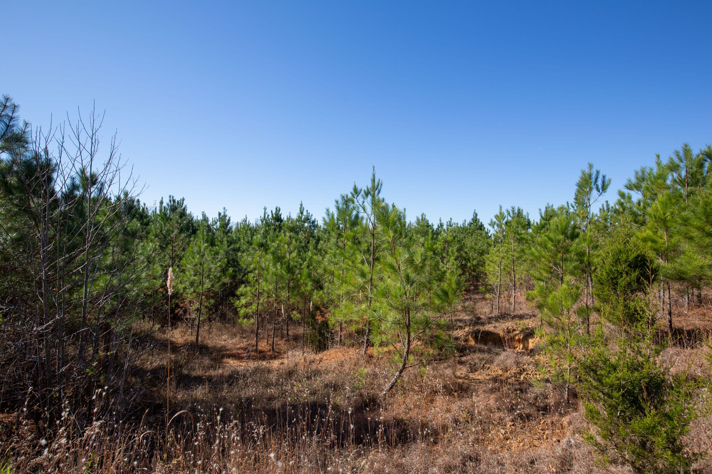 Pine Ridge Tract 2 photo 5