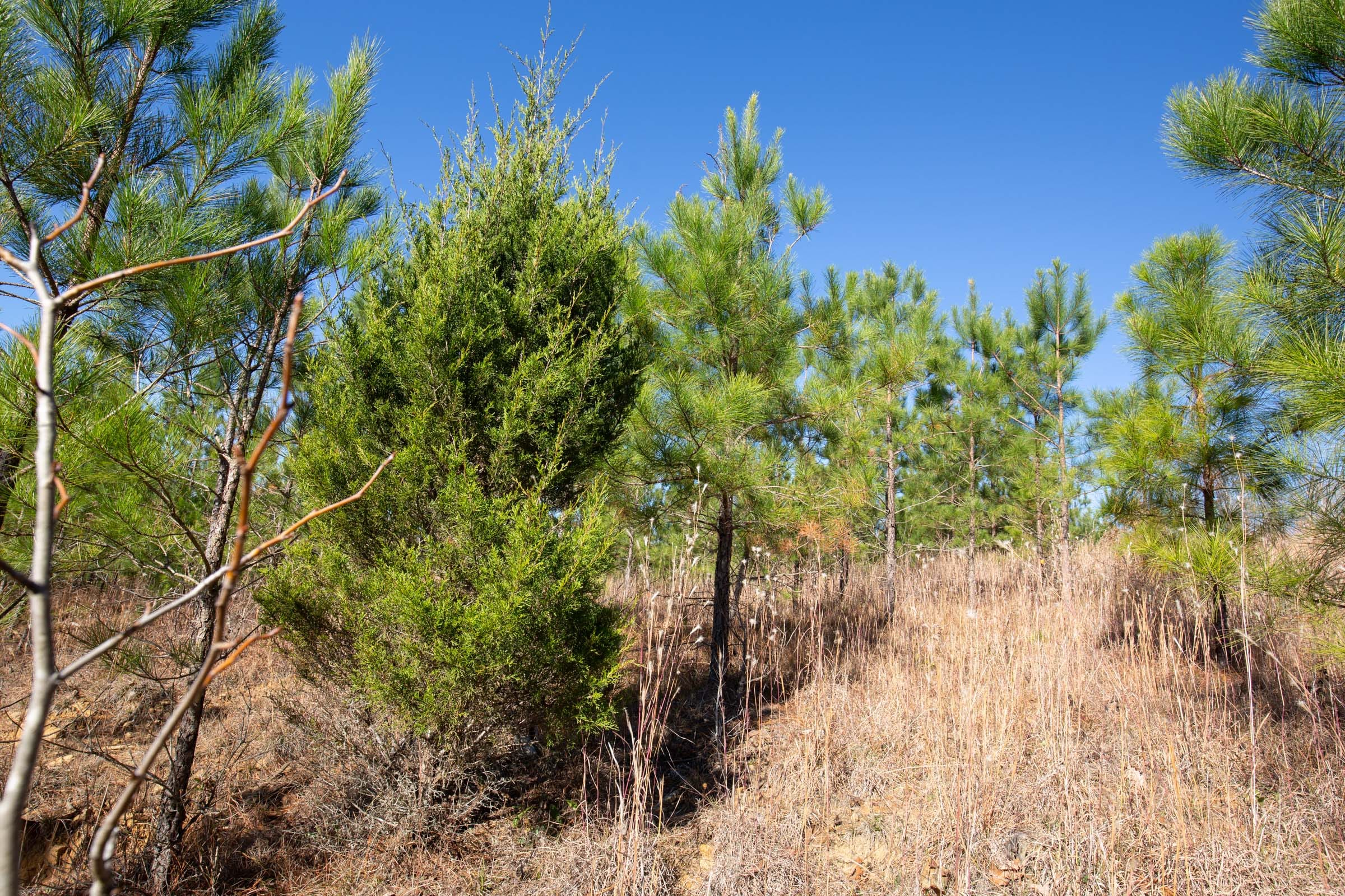 Pine Ridge Tract 2 photo 6