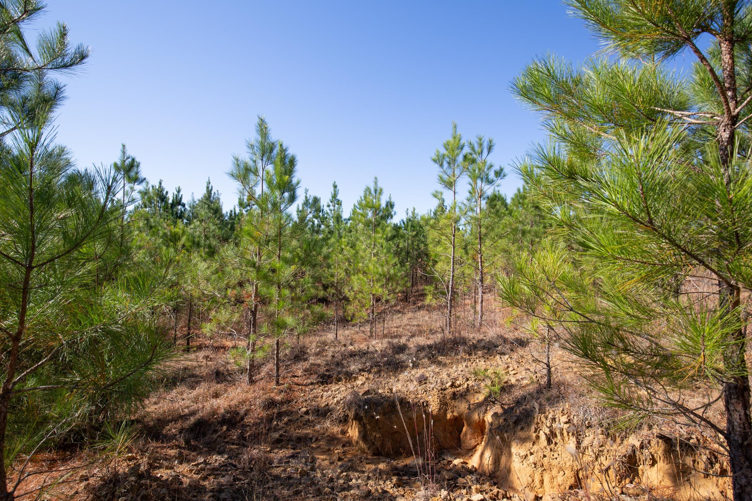 Pine Ridge Tract 2 photo 7