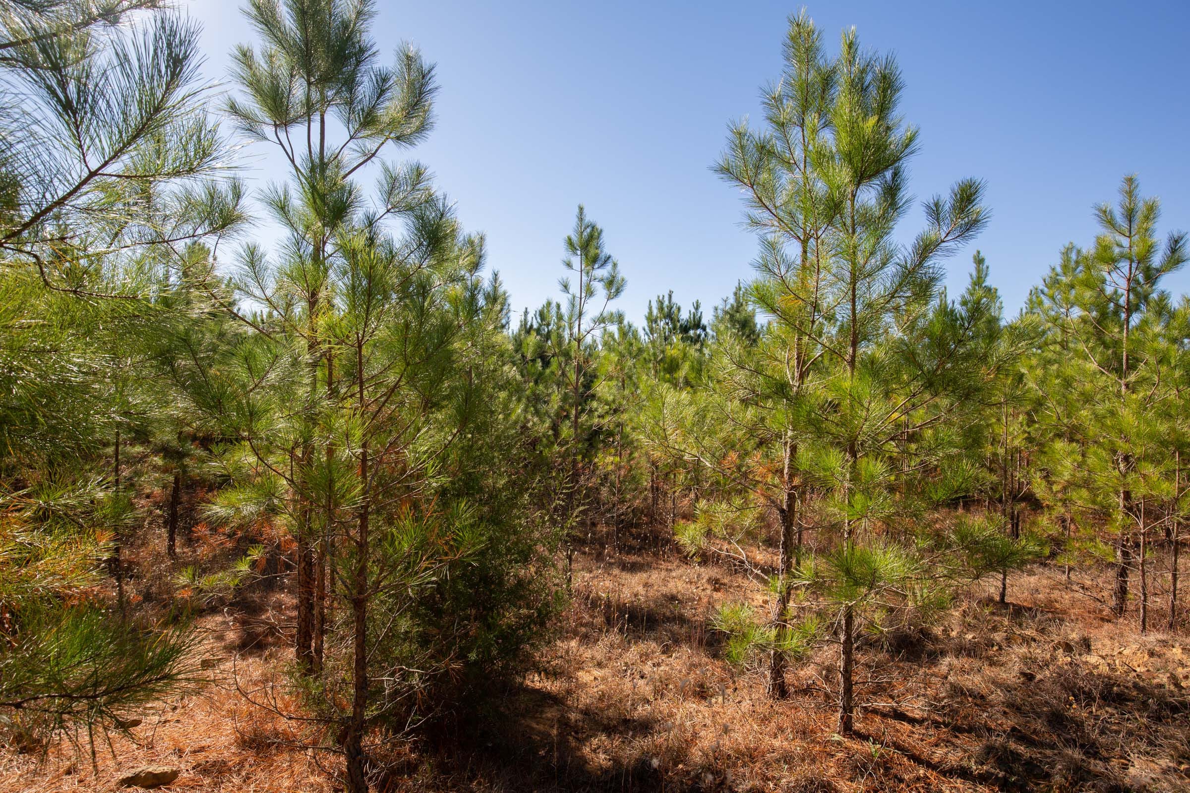 Pine Ridge Tract 2 photo 9