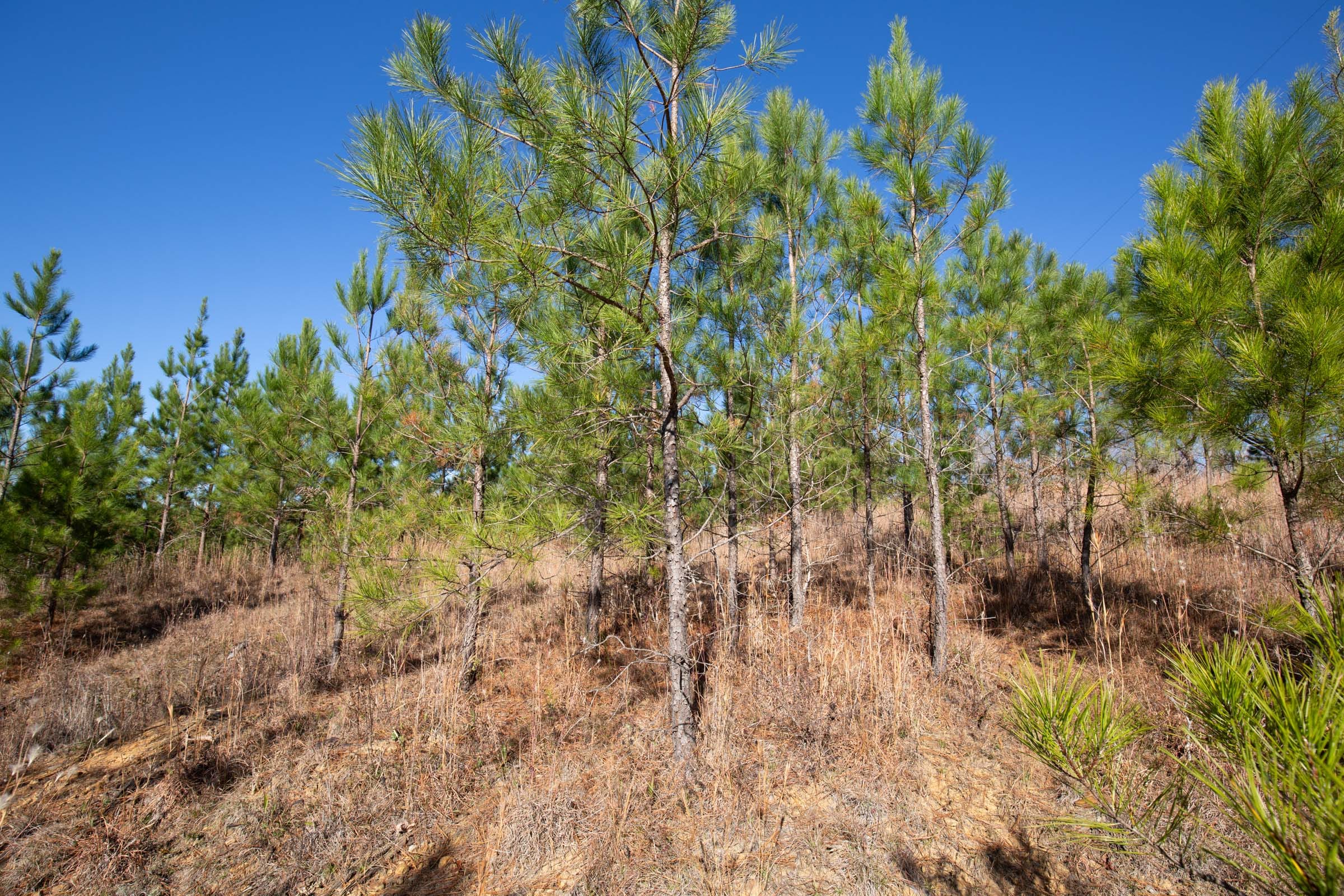 Pine Ridge Tract 2 photo 10