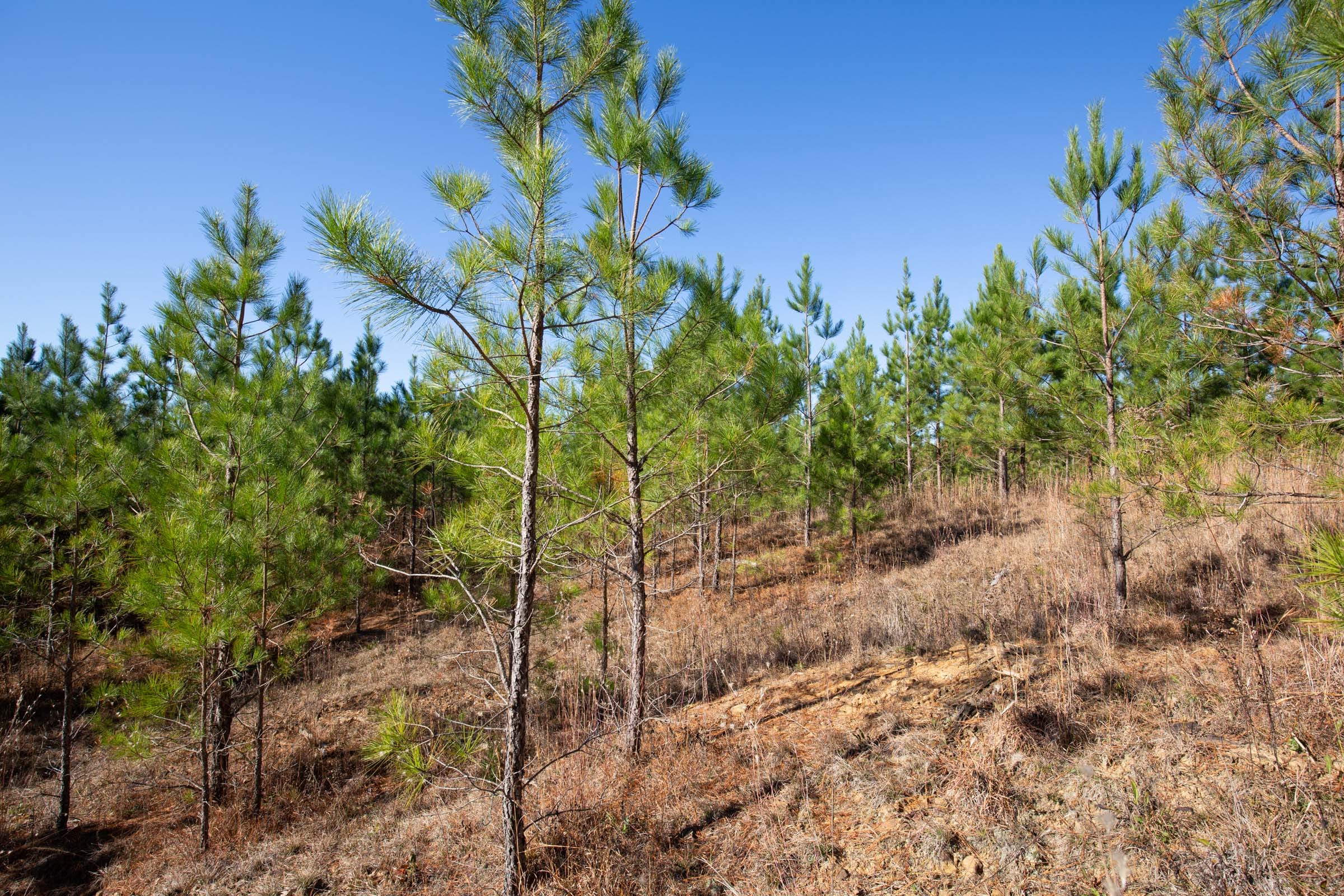Pine Ridge Tract 2 photo 13