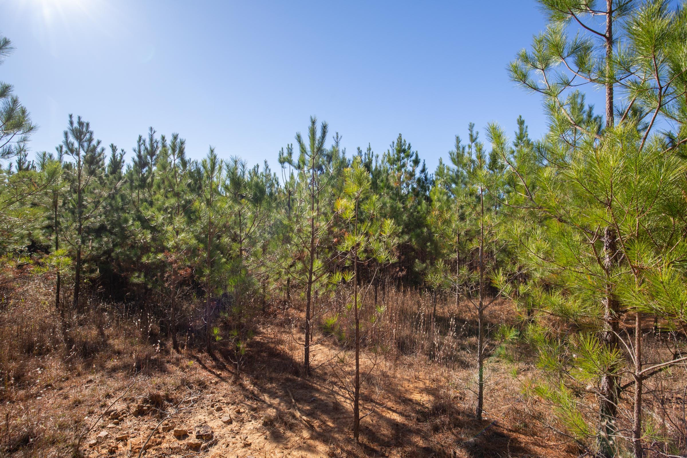 Pine Ridge Tract 2 photo 12