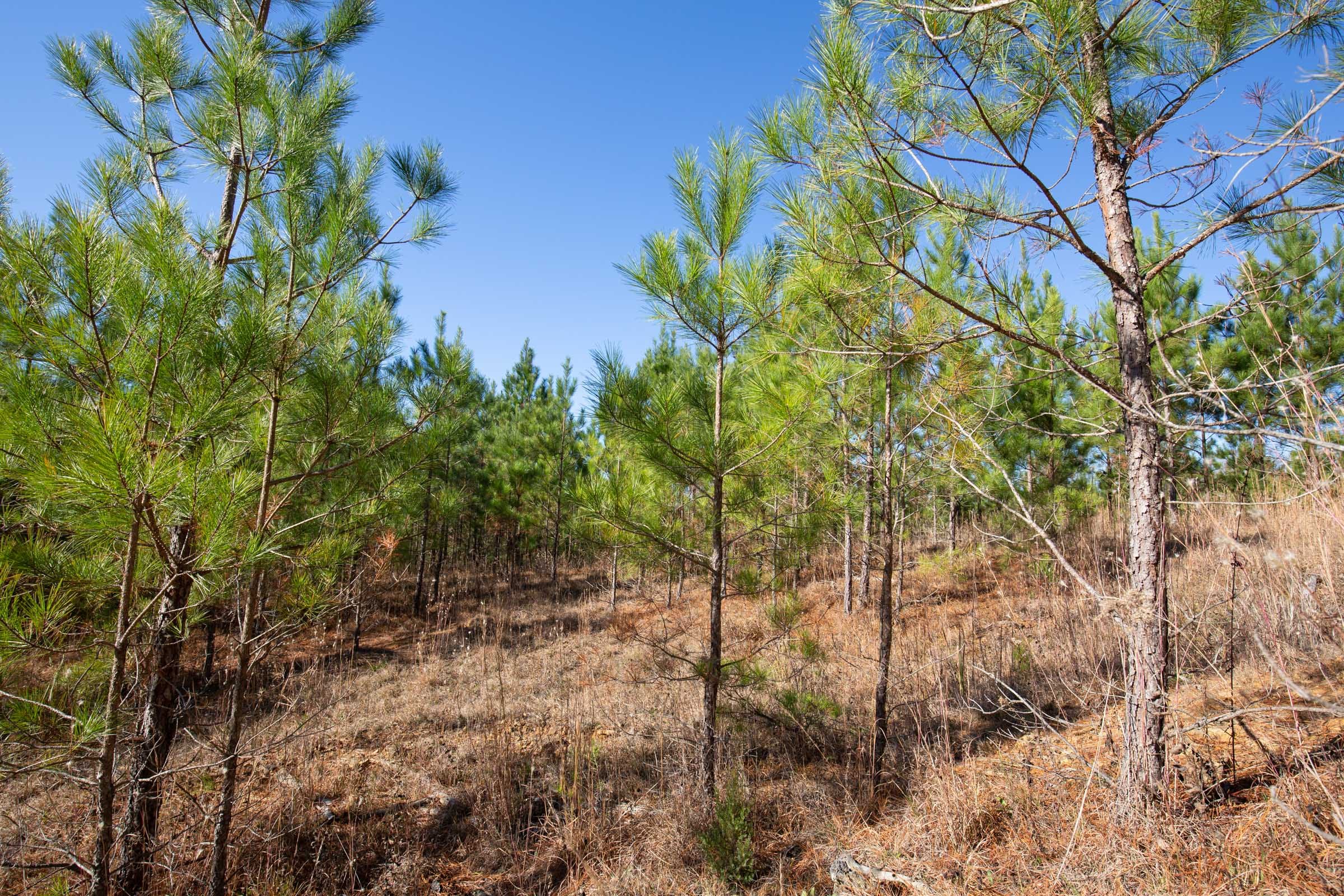 Pine Ridge Tract 2 photo 15