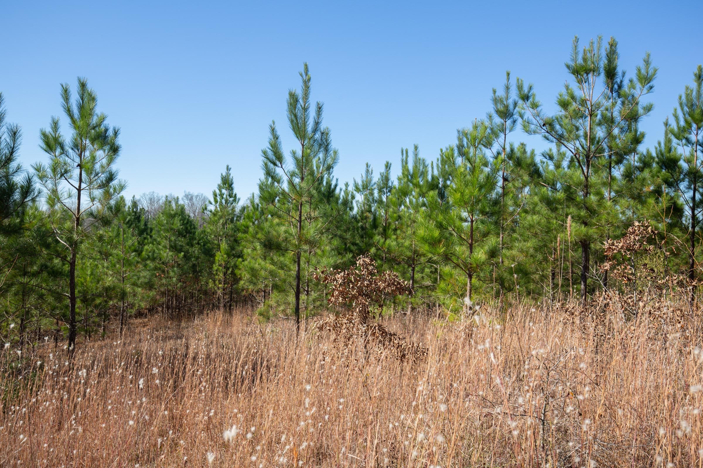 Pine Ridge Tract 2 photo 14