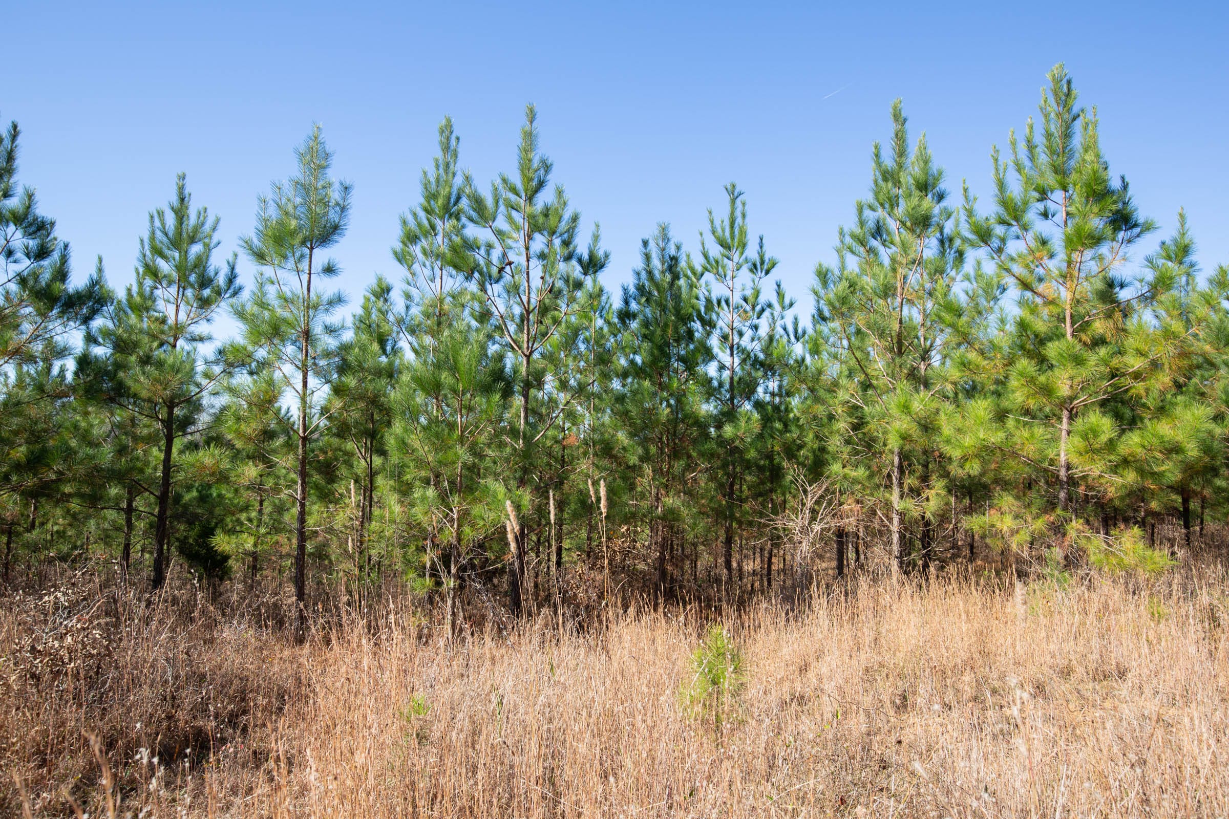 Pine Ridge Tract 2 photo 17