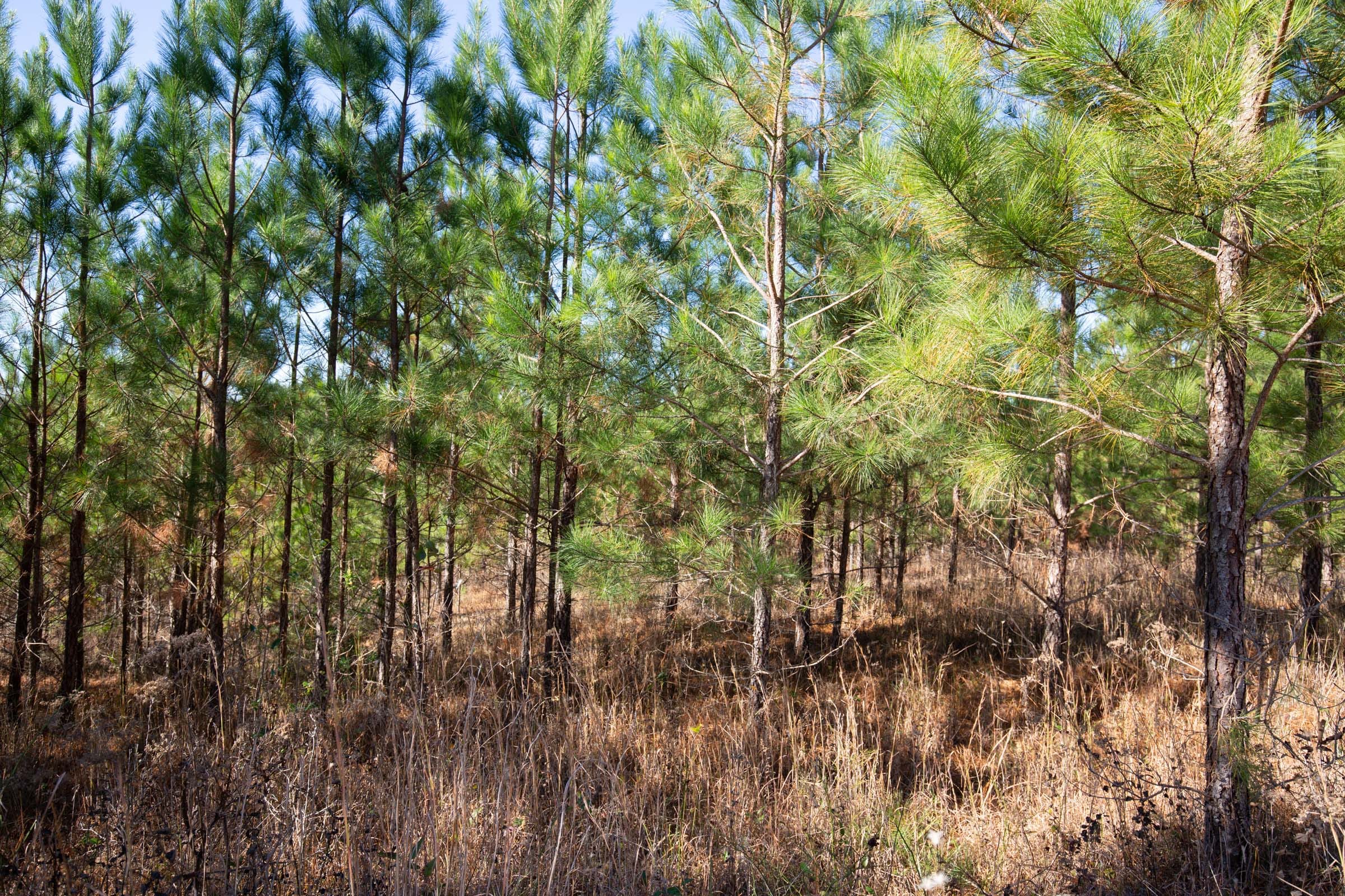 Pine Ridge Tract 2 photo 16