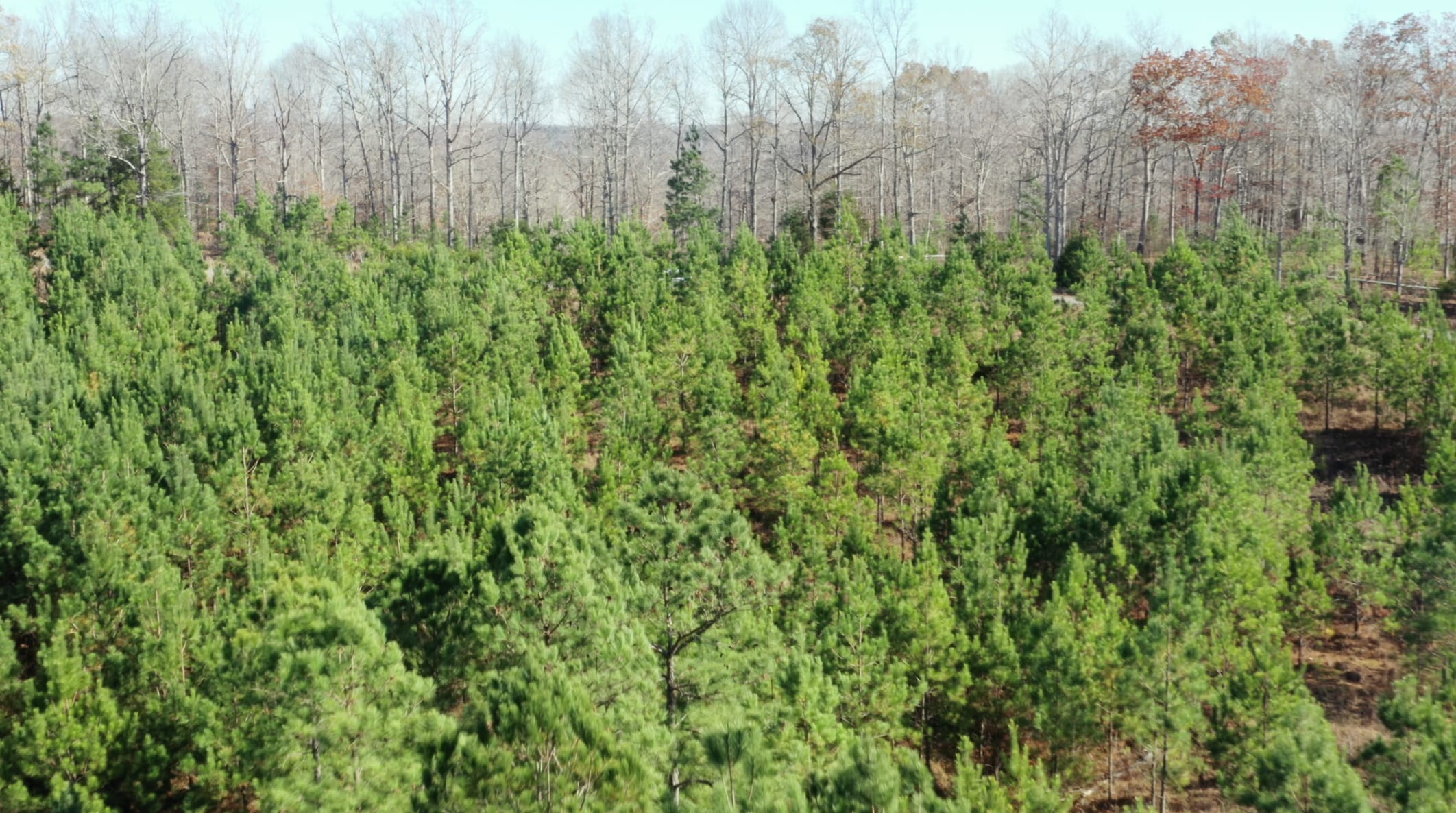 Pine Ridge Tract 2 photo 18