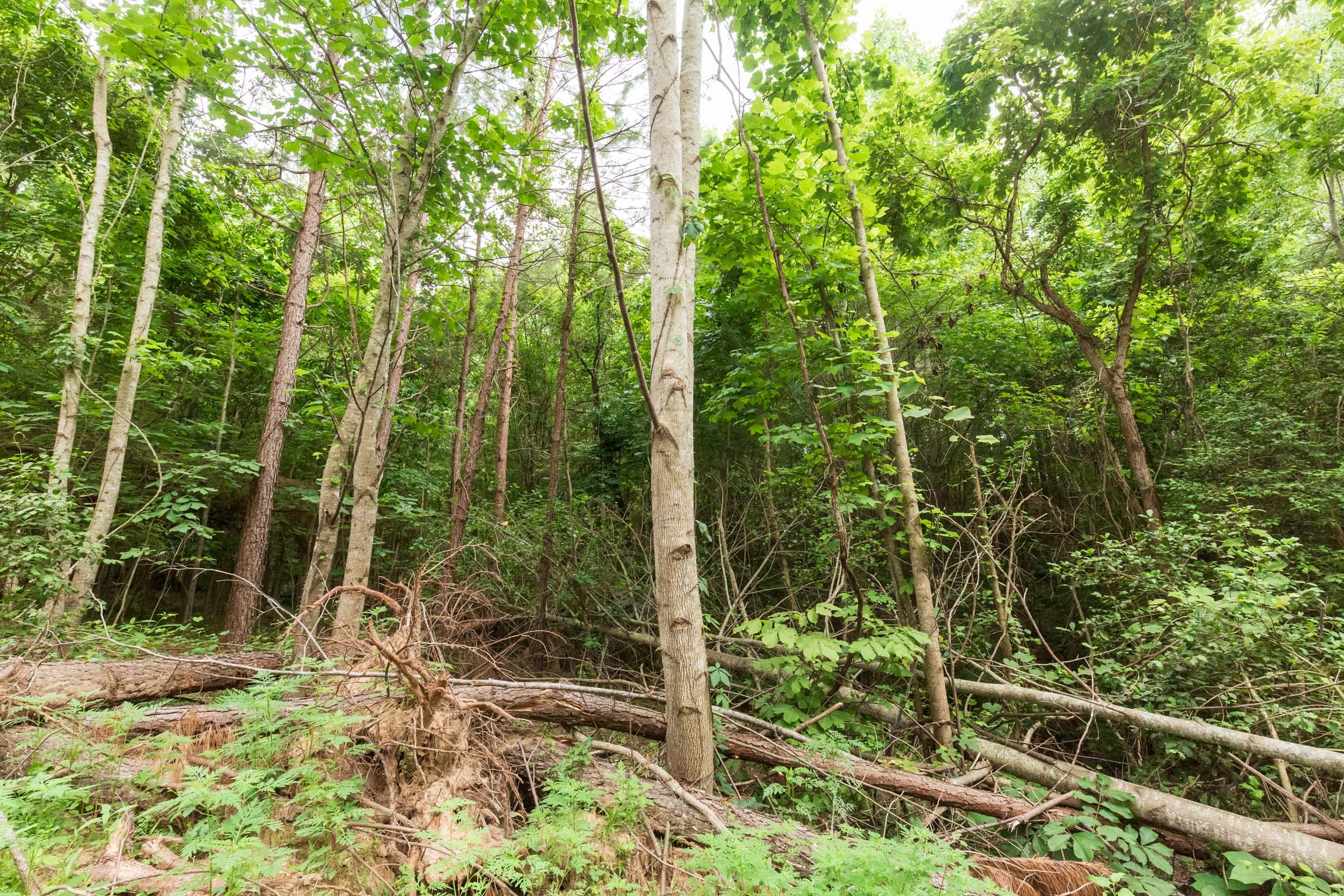 Whiskey Ridge Tract 87 photo 3