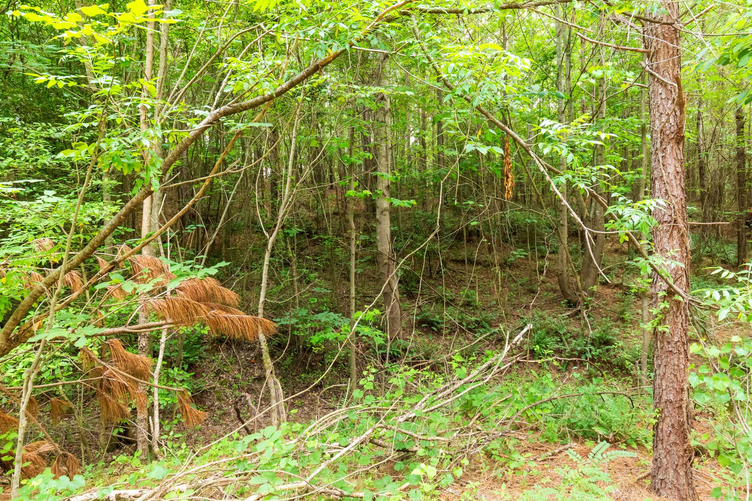 Whiskey Ridge Tract 87 photo 4