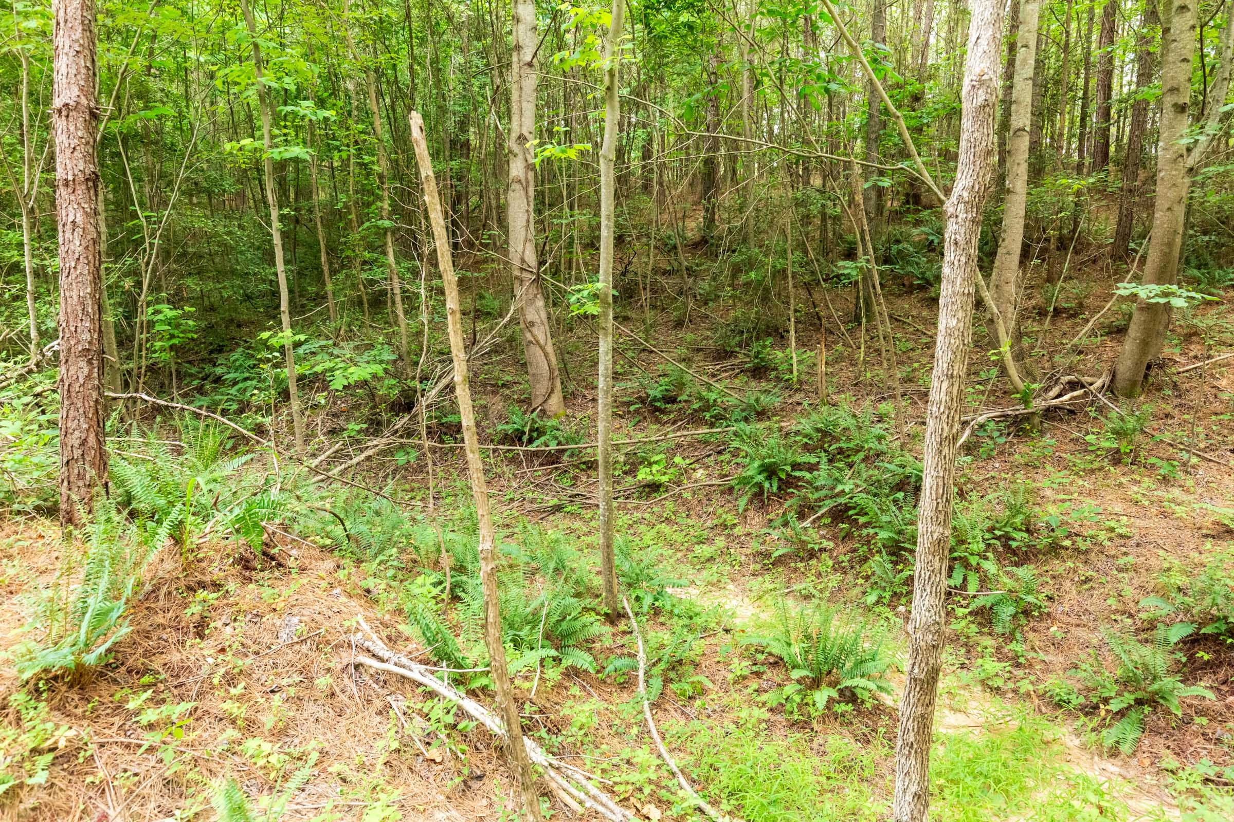 Whiskey Ridge Tract 87 photo 5