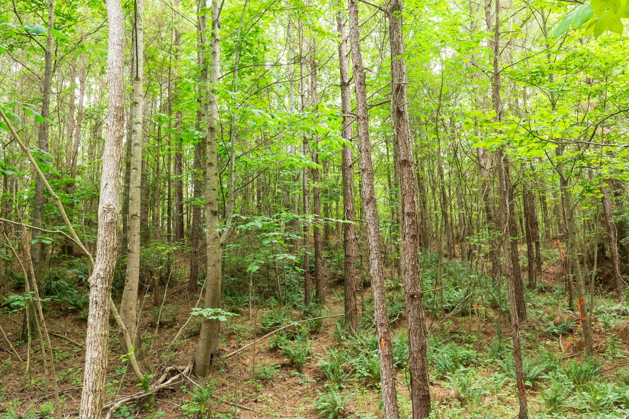 Whiskey Ridge Tract 87 photo 6