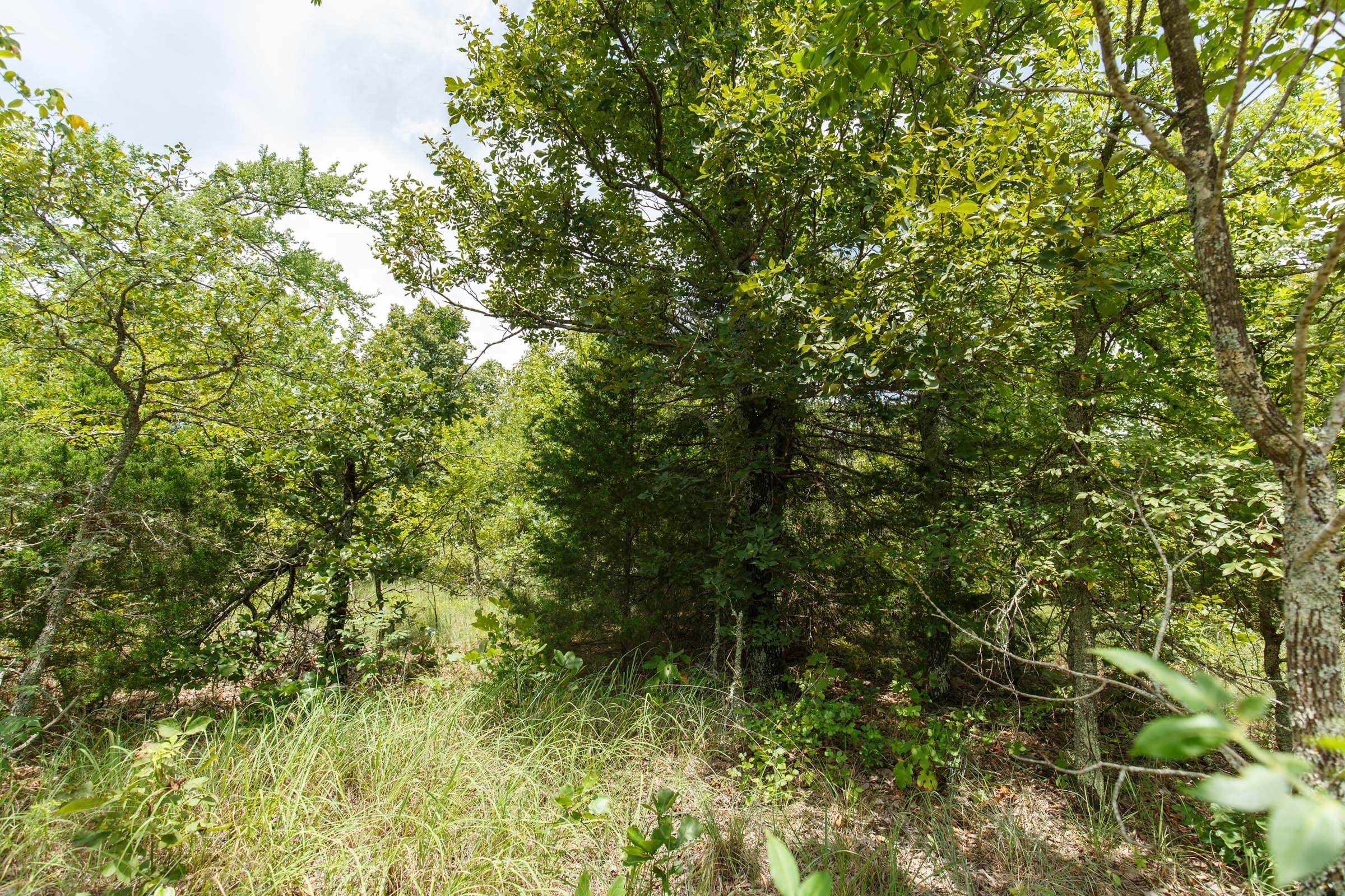 Timber Ridge Tract 5 photo 5