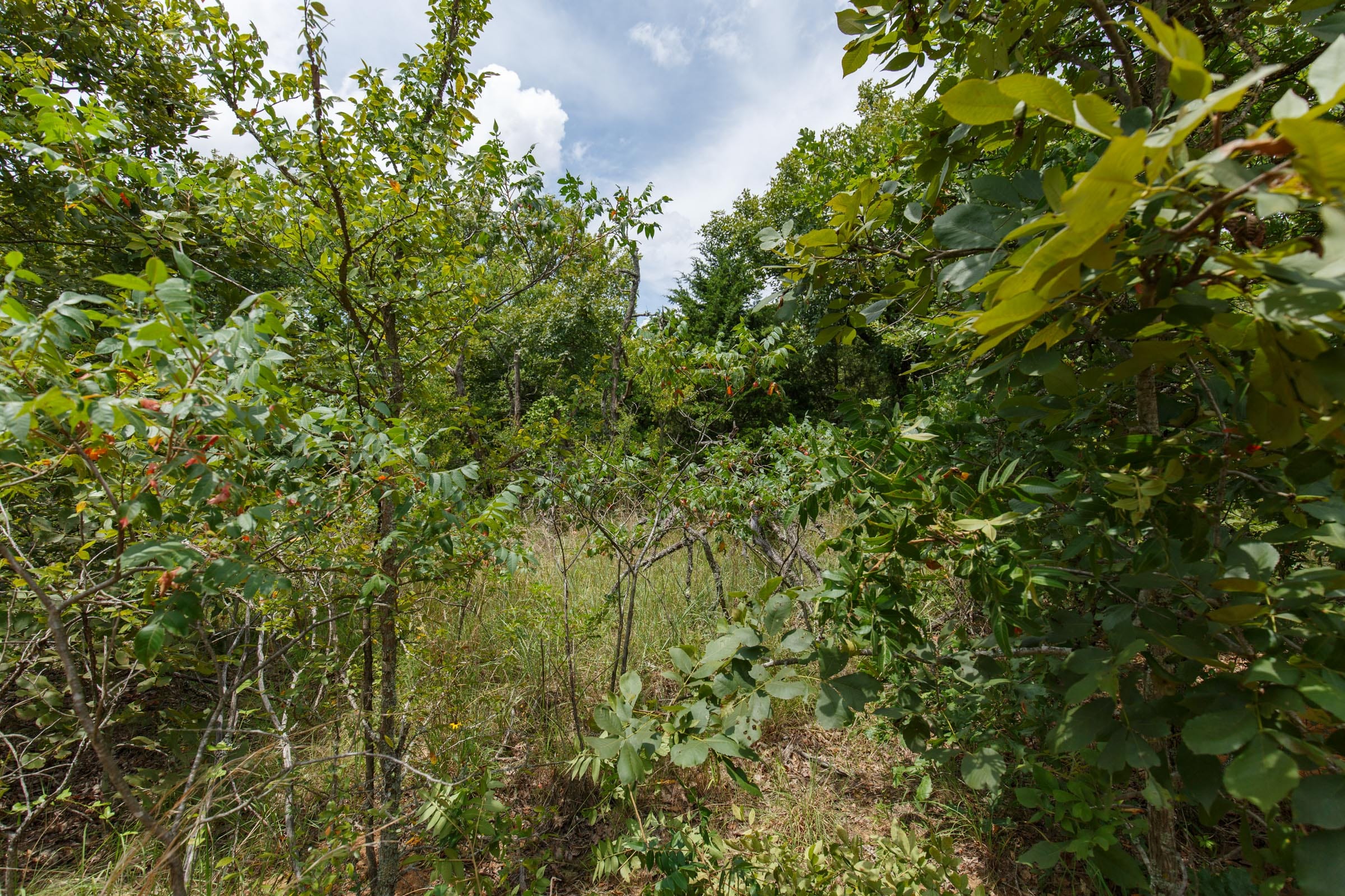 Timber Ridge Tract 5 photo 7