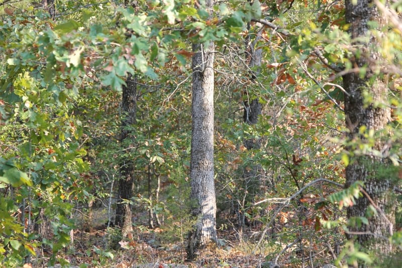 Lake View Ranch Tract 24 photo 2