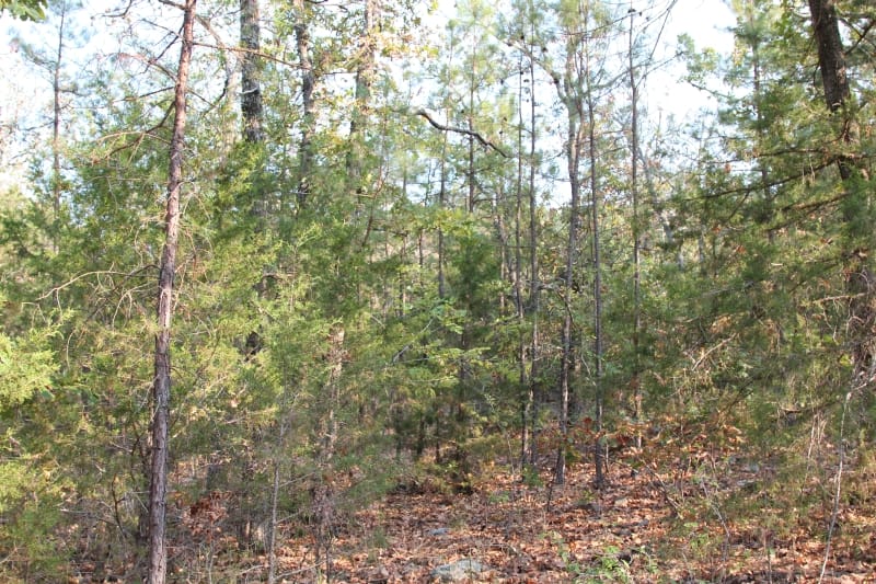 Lake View Ranch Tract 24 photo 6