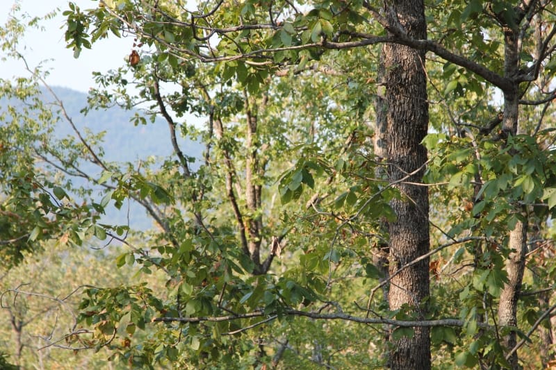 Lake View Ranch Tract 24 photo 8