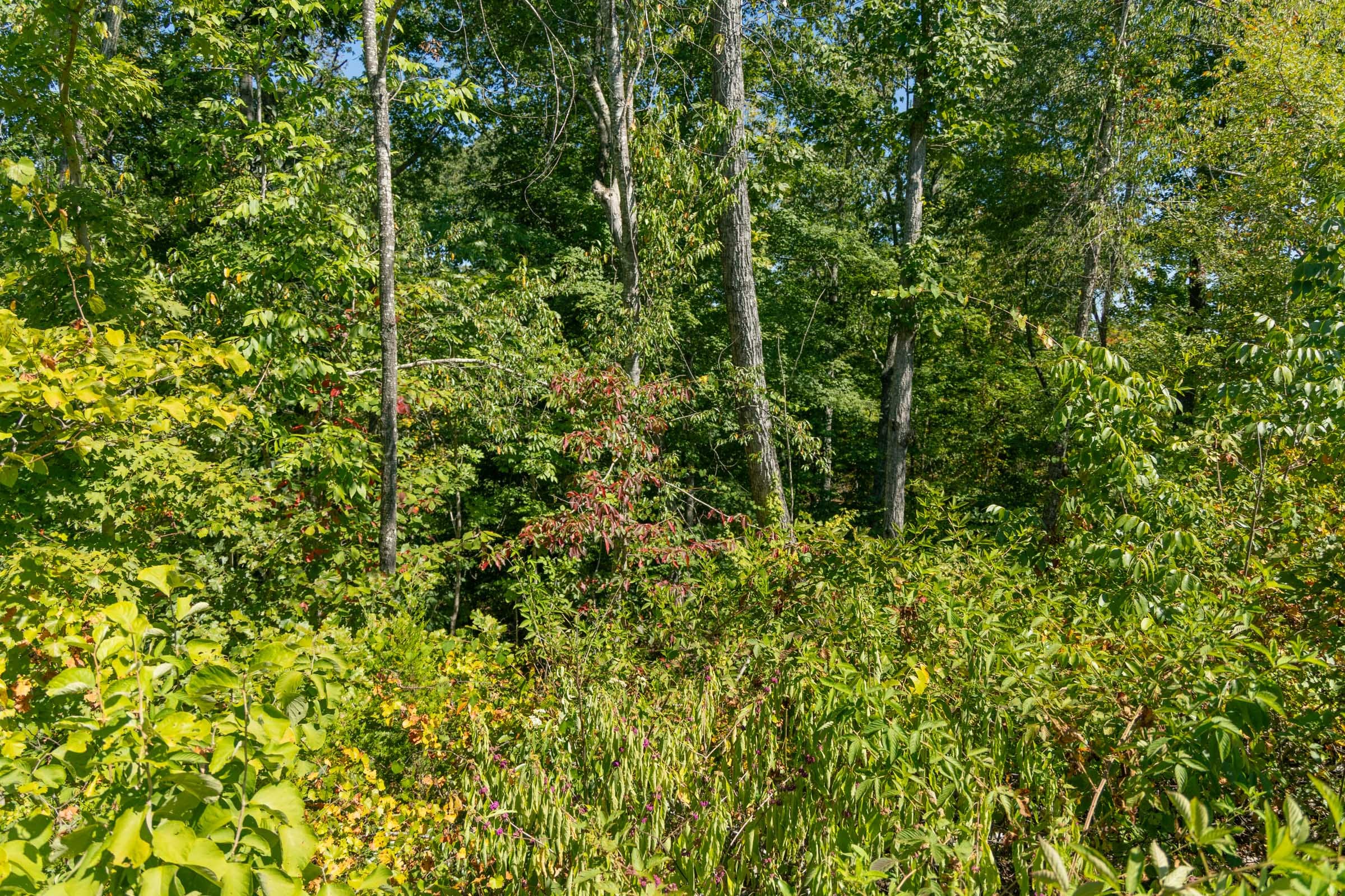 Big White Oak Tract 53 photo 8