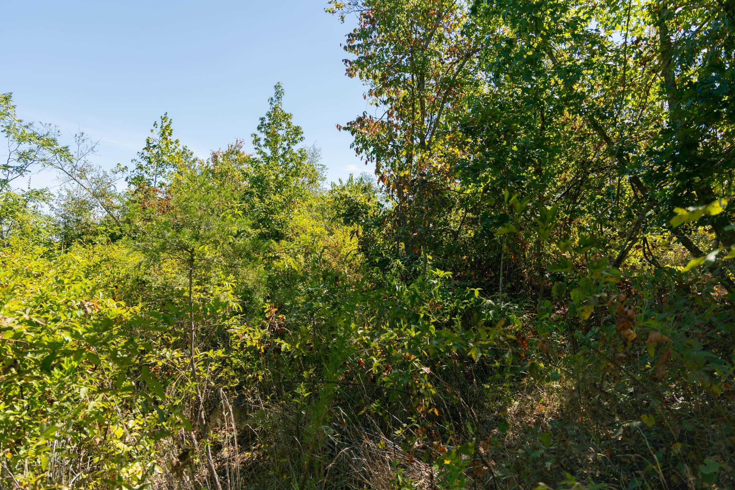 Big White Oak Tract 53 photo 3