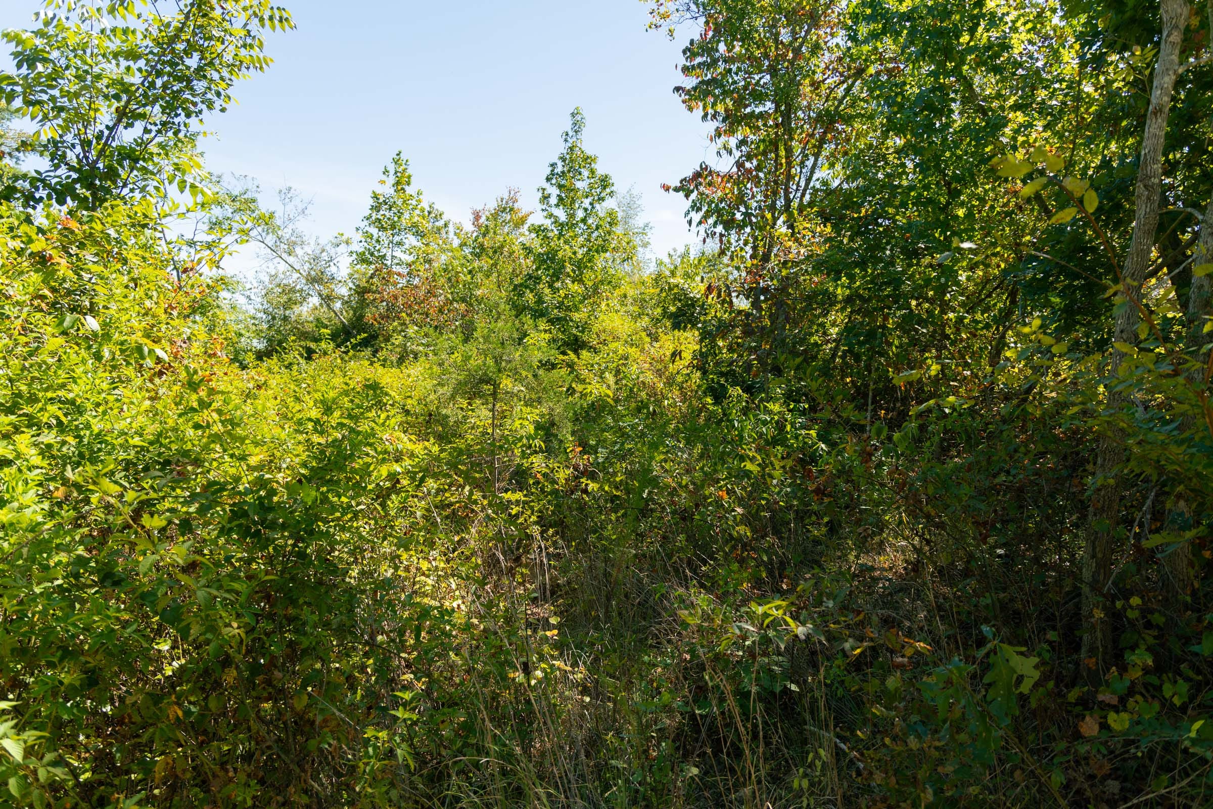 Big White Oak Tract 53 photo 6