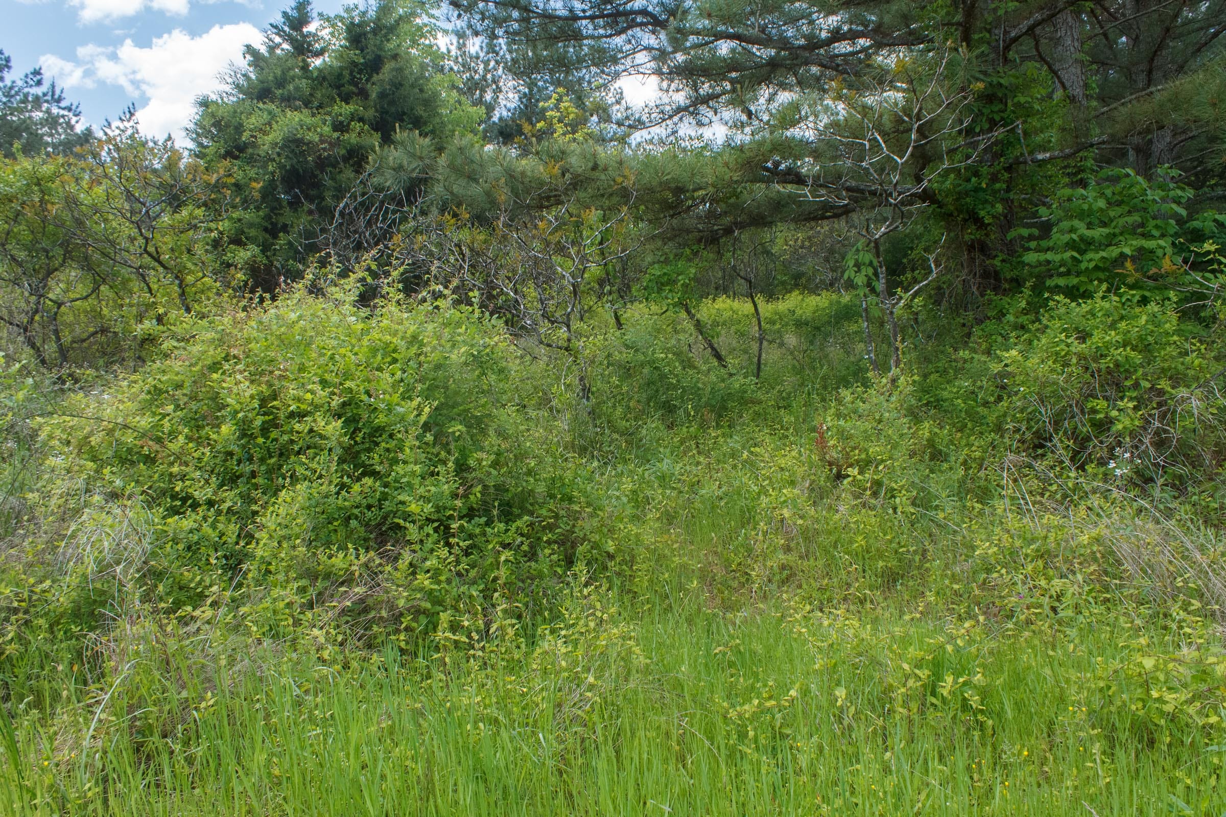 Riverbend Tract 18 photo 6