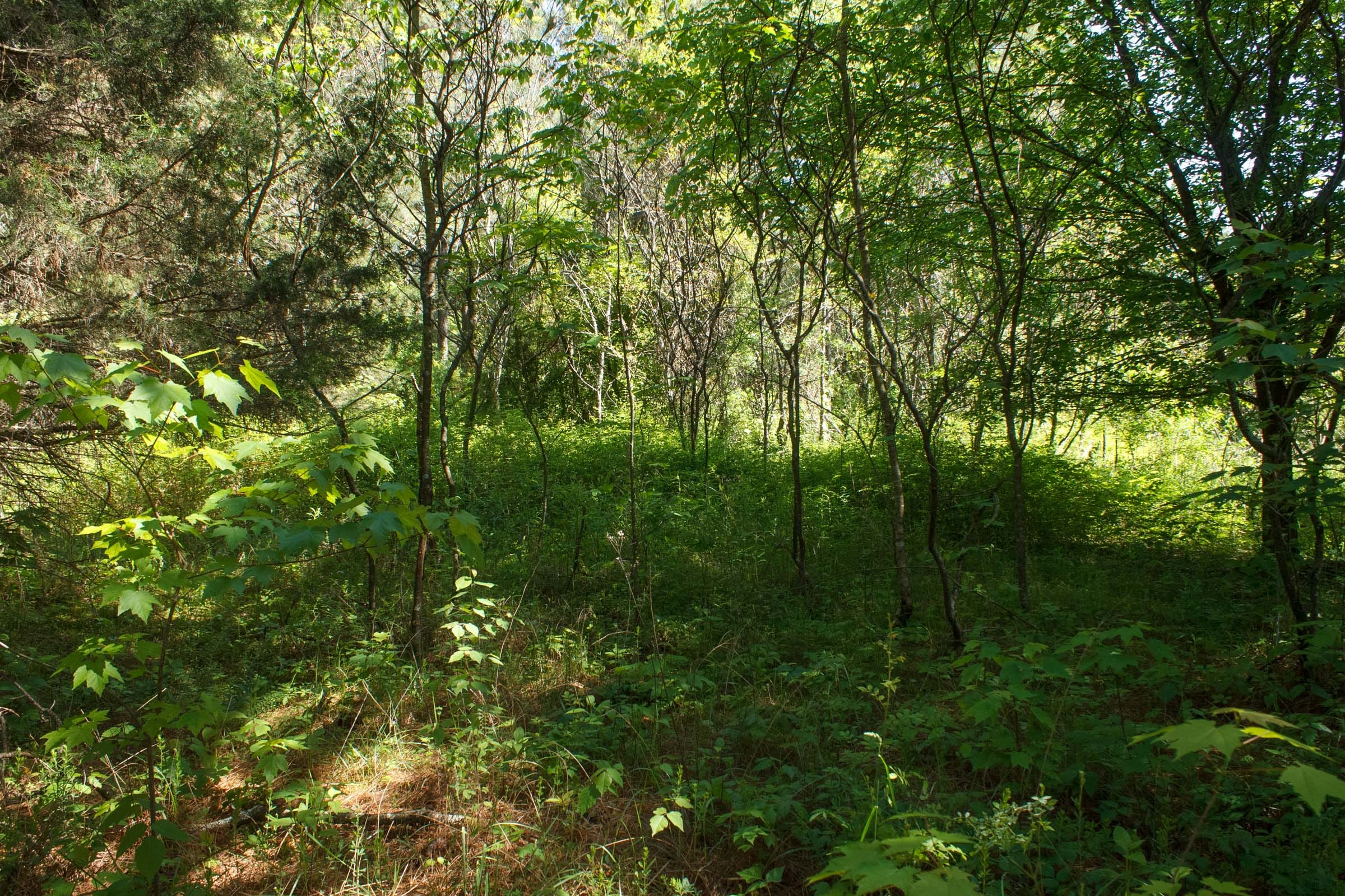 Riverbend Tract 18 photo 17