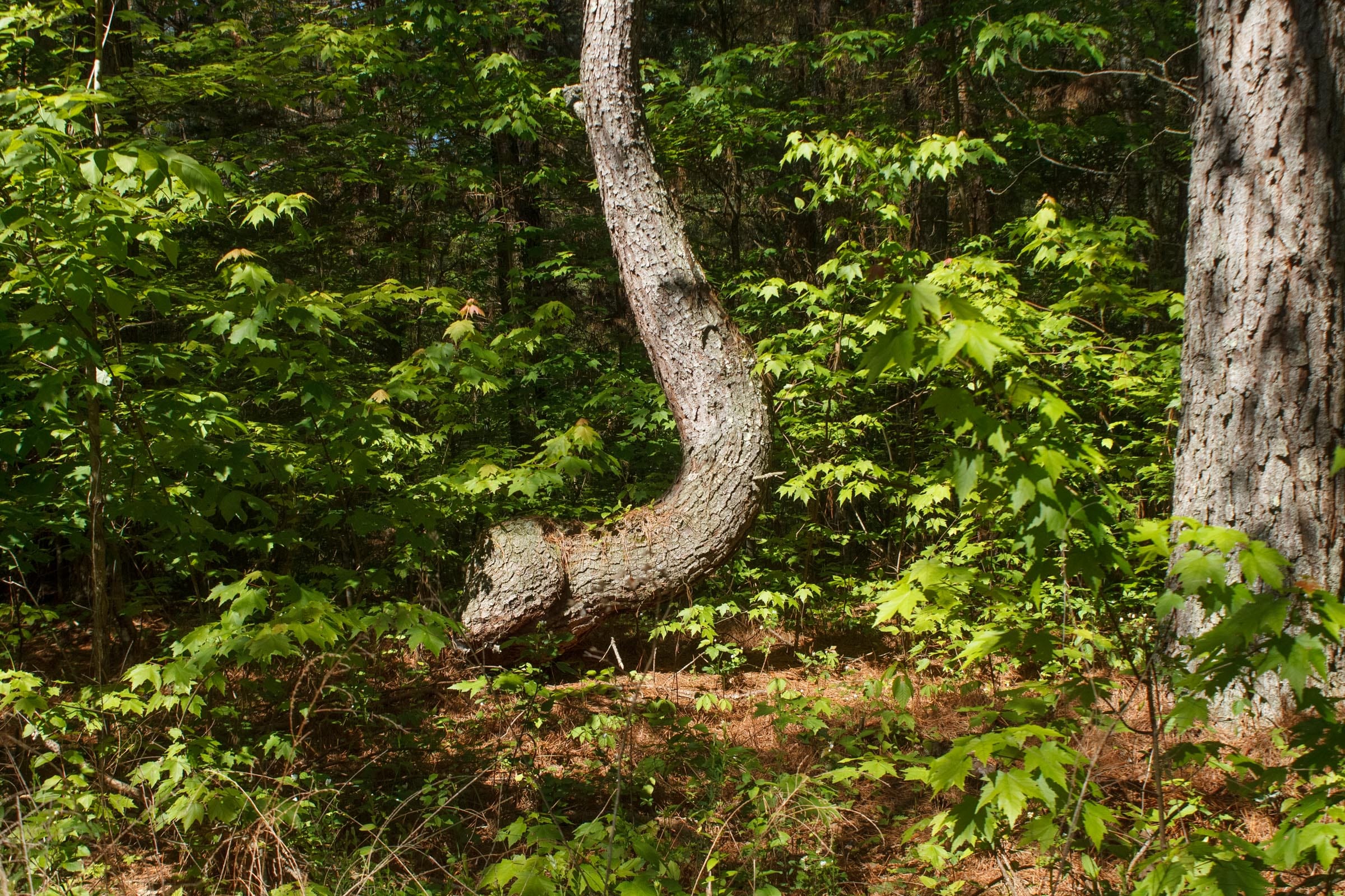 Riverbend Tract 18 photo 3