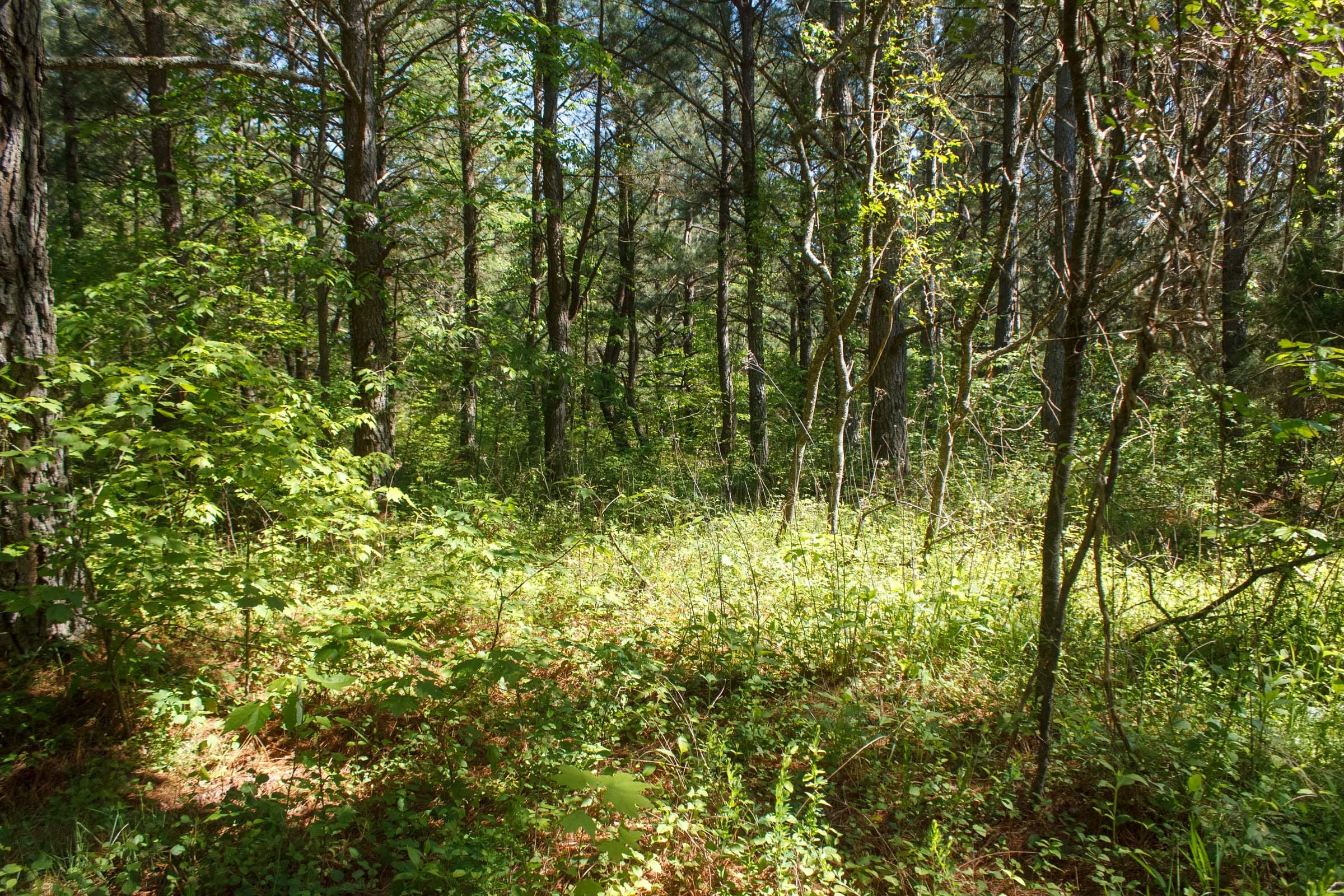Riverbend Tract 18 photo 4