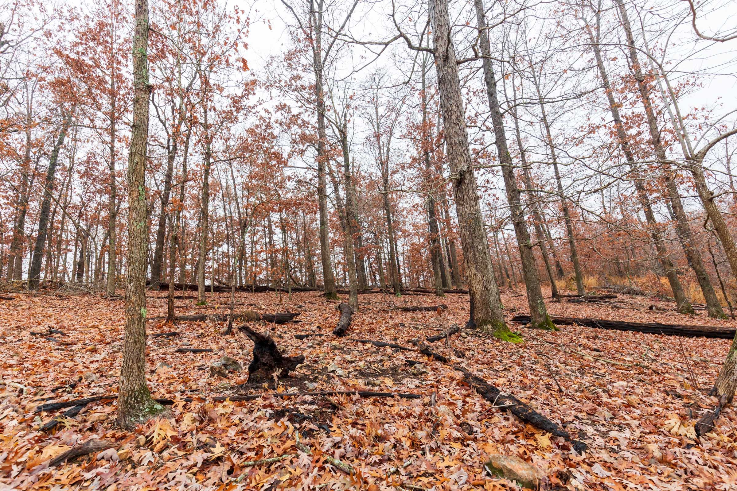 Carter’s Crossing Tract 12 photo 4