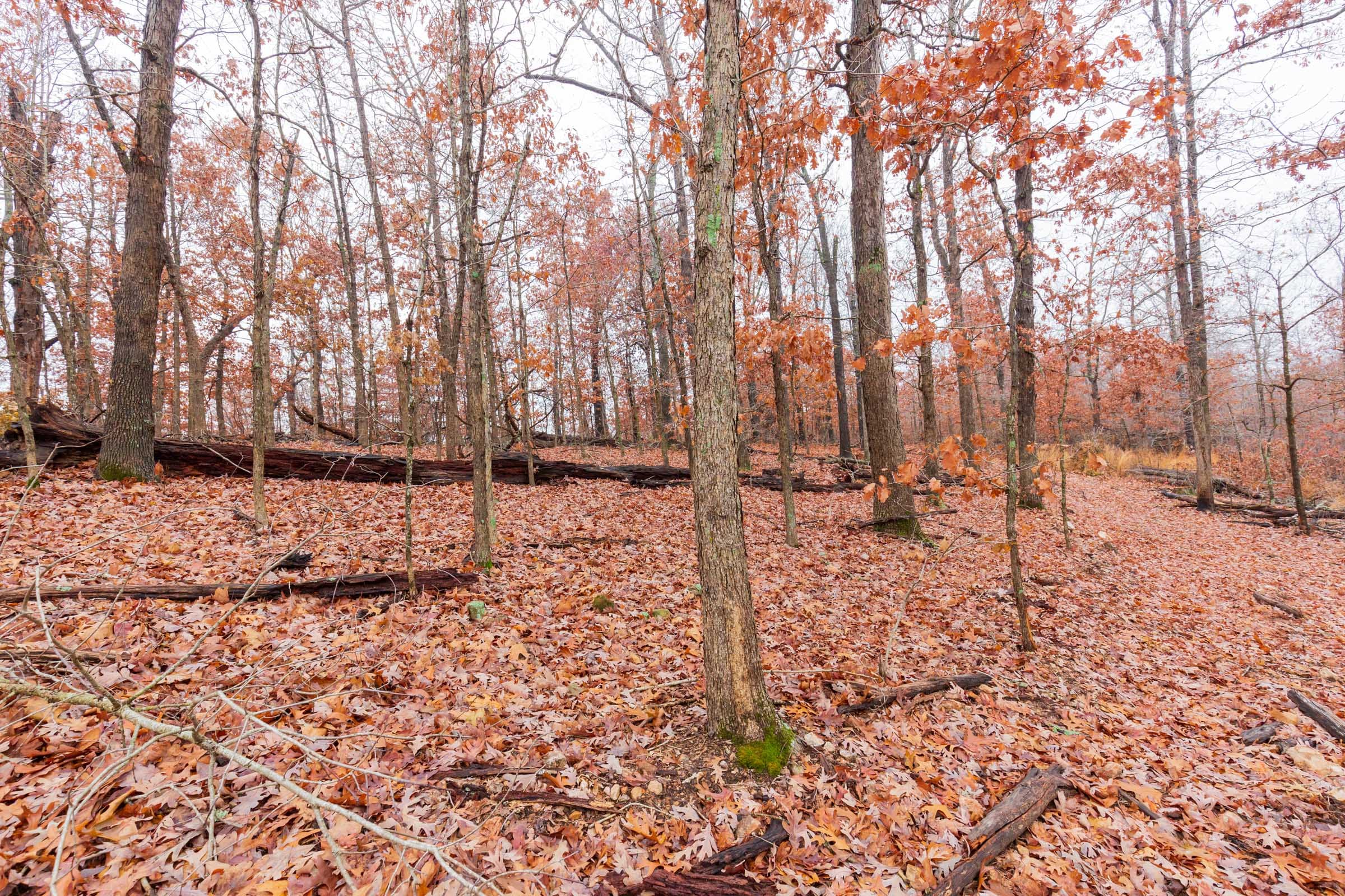Carter’s Crossing Tract 12 photo 5
