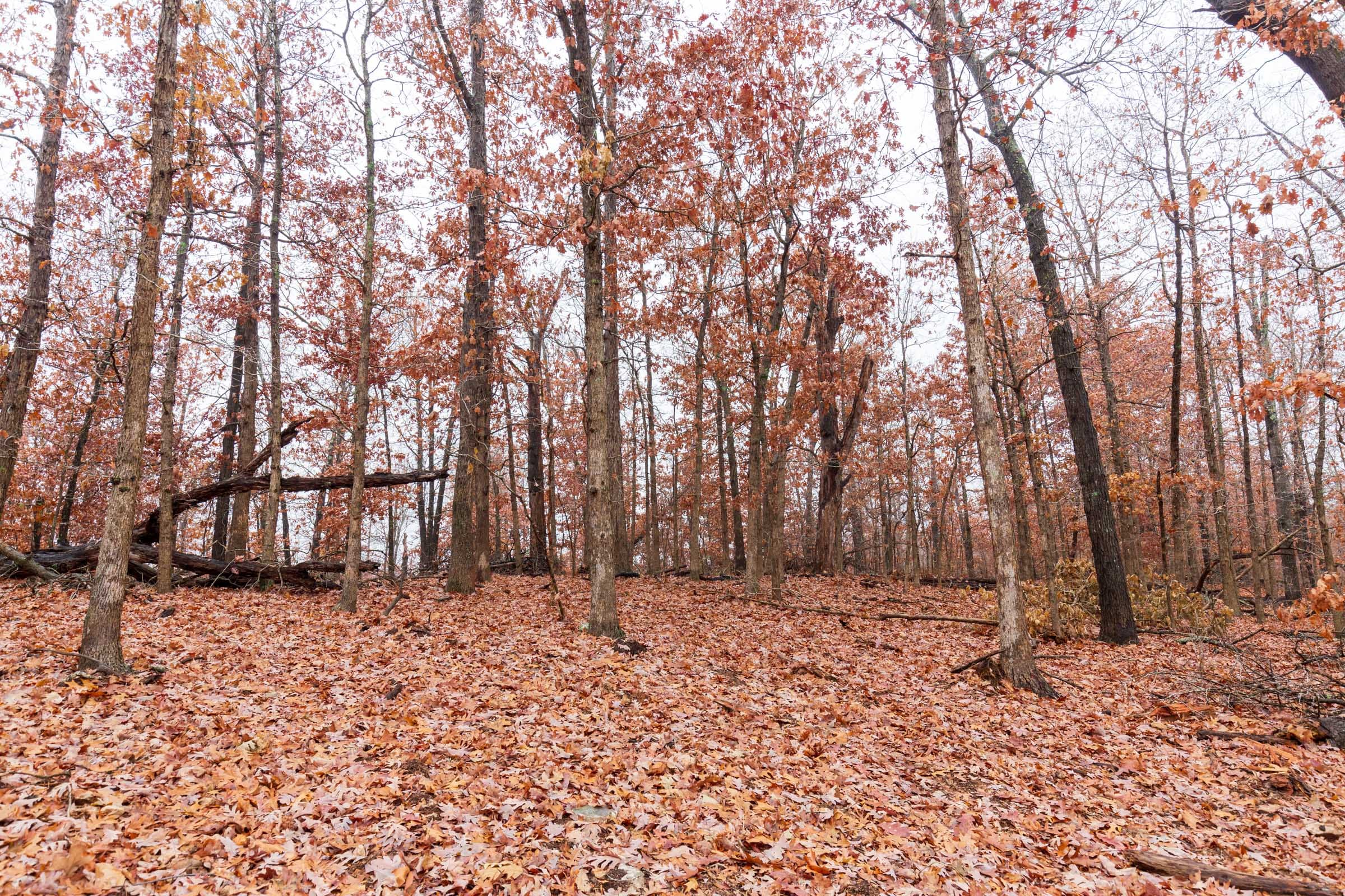 Carter’s Crossing Tract 12 photo 6