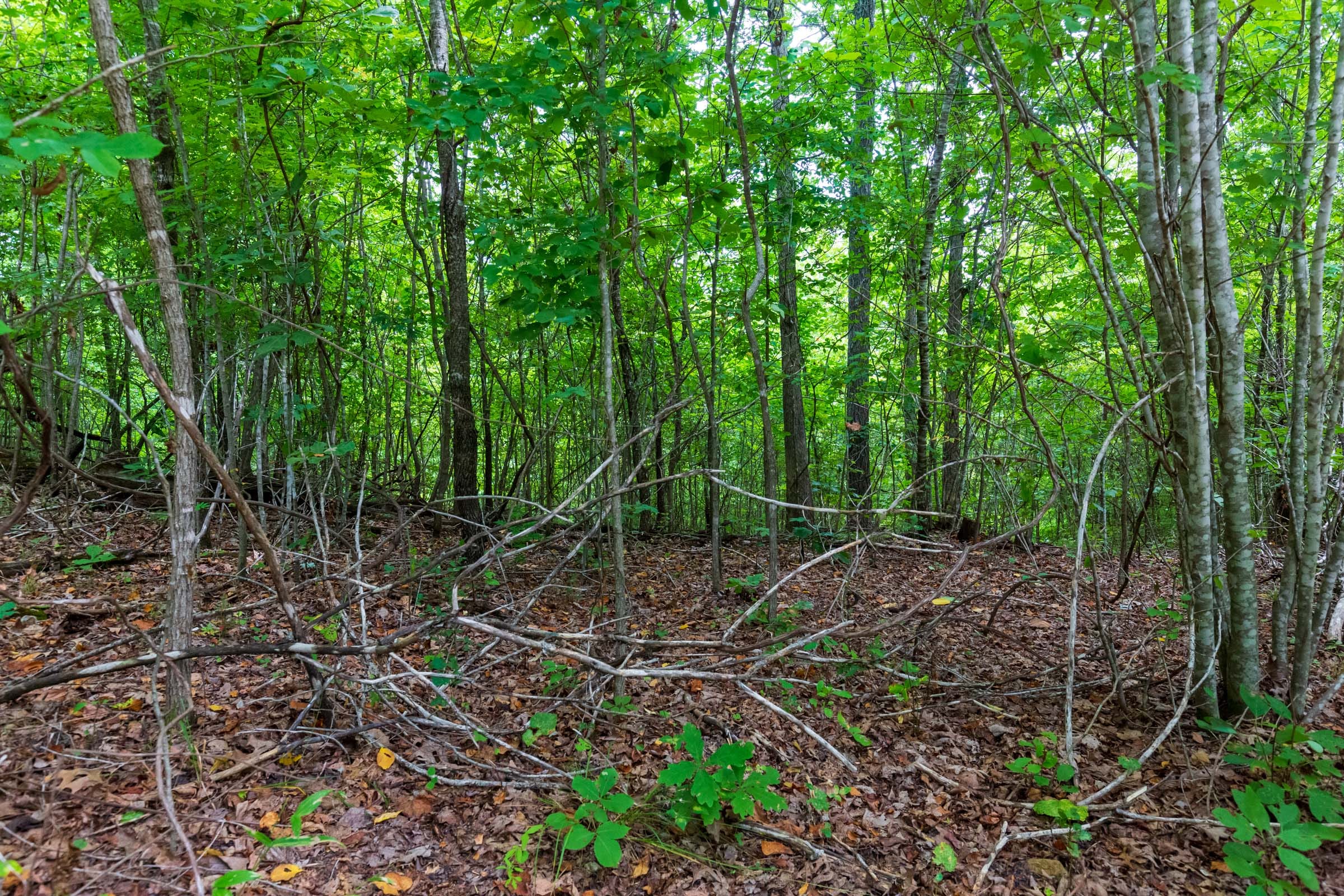 Cypress Ridge Tract 22 photo 3