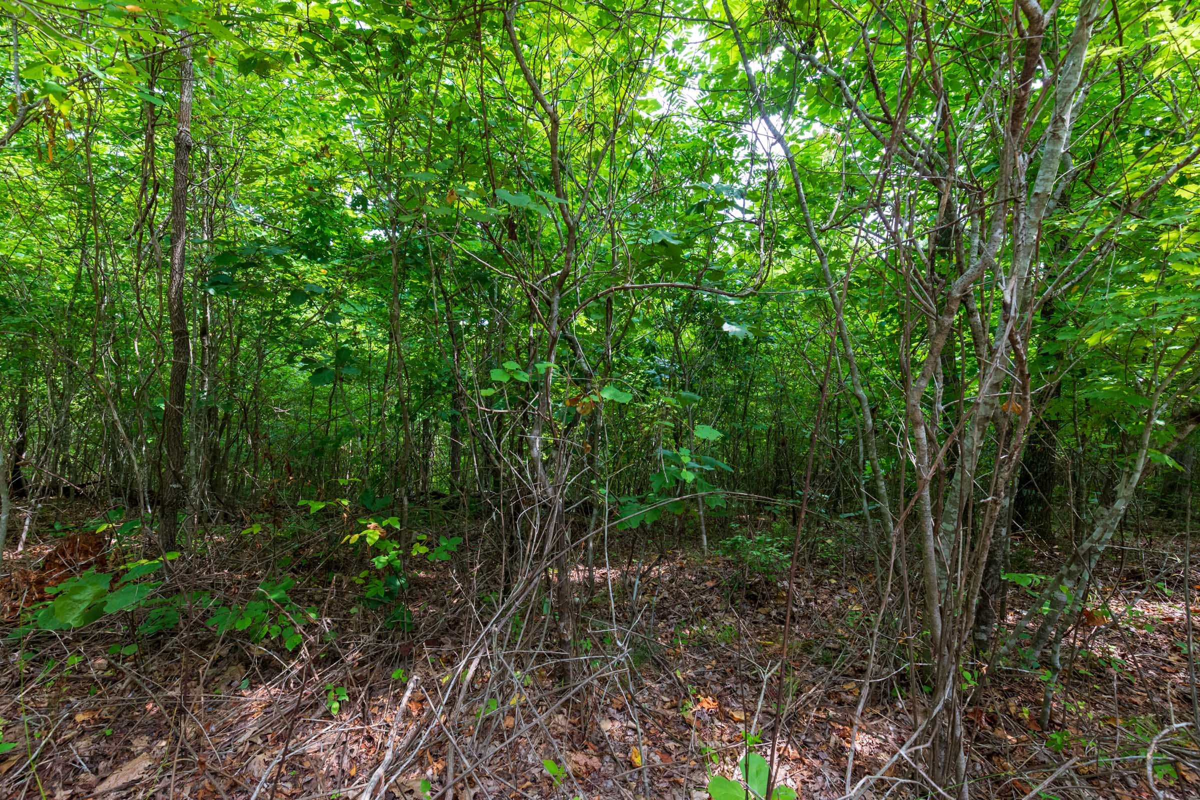 Cypress Ridge Tract 22 photo 8