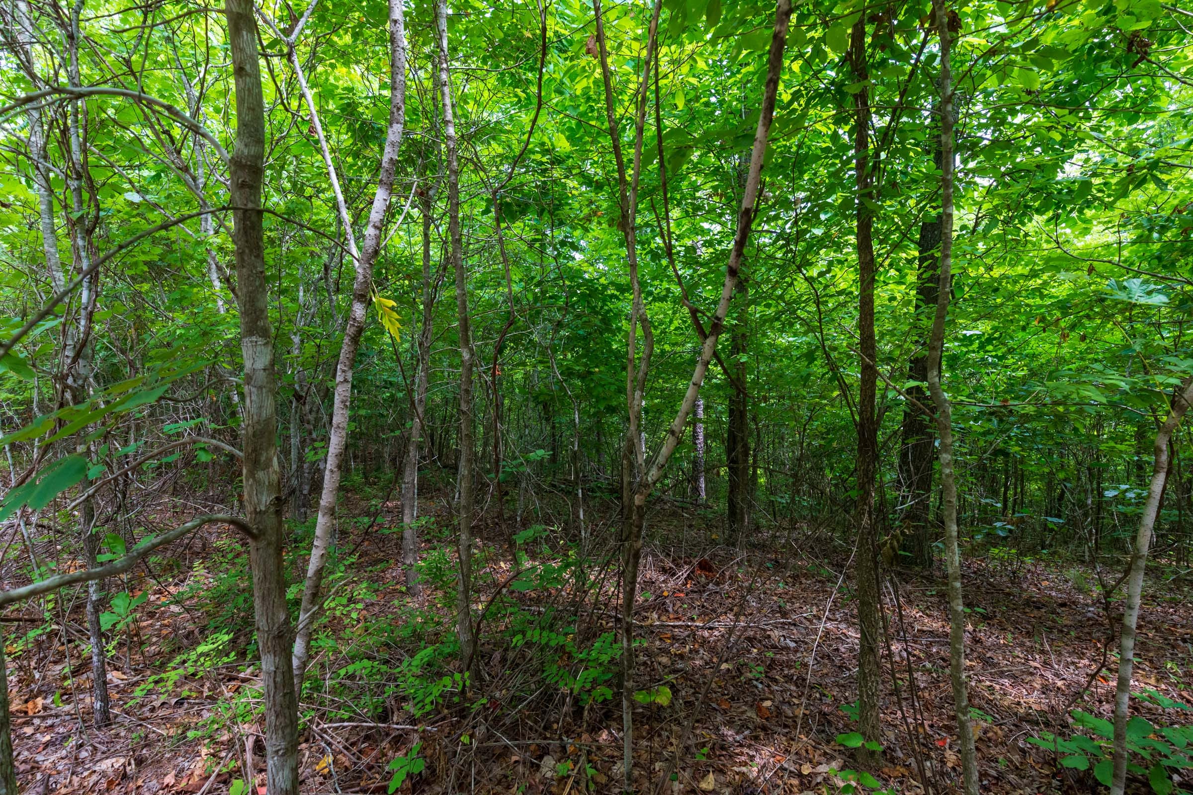 Cypress Ridge Tract 22 photo 9