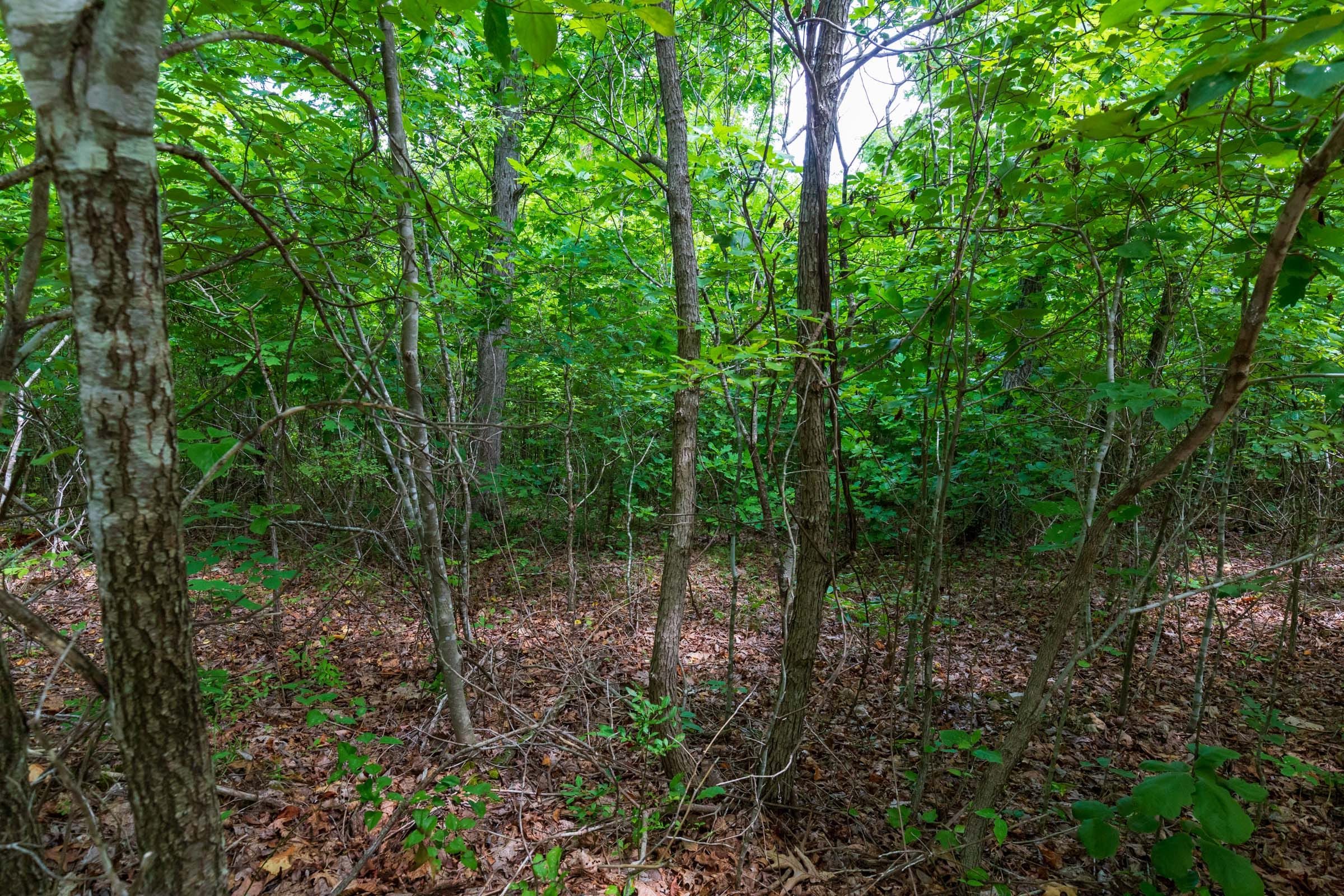 Cypress Ridge Tract 22 photo 11
