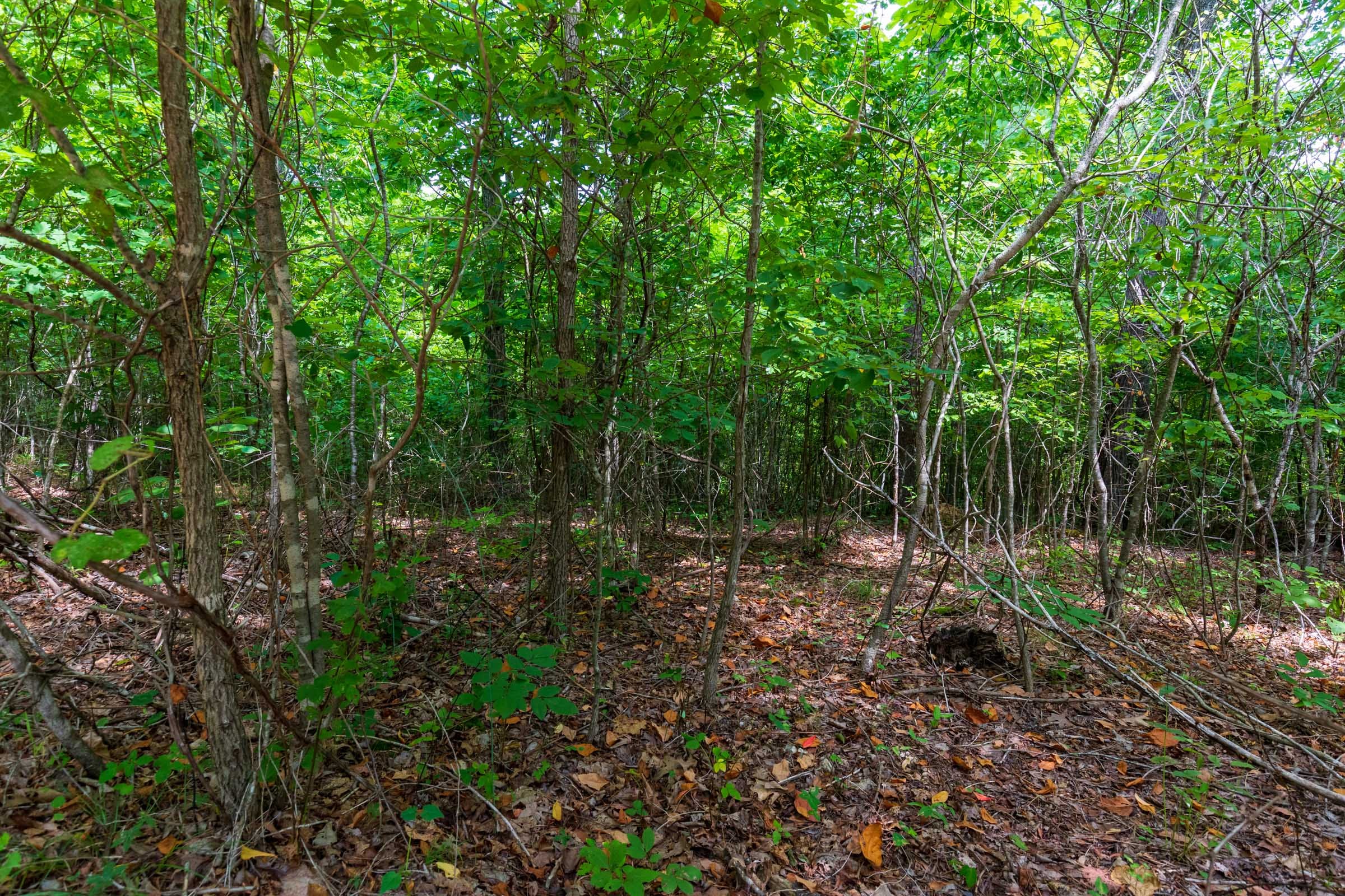 Cypress Ridge Tract 22 photo 12