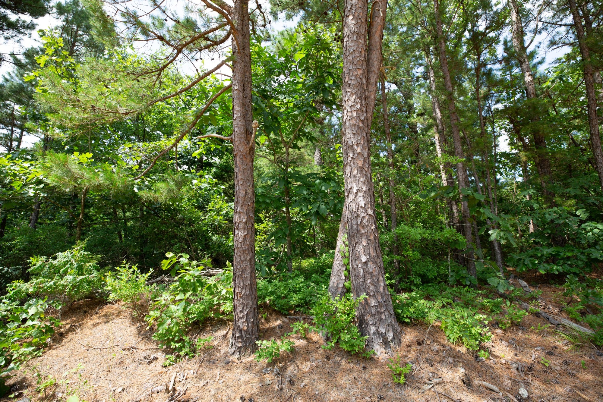 Eagle’s Nest Tract 43 photo 2