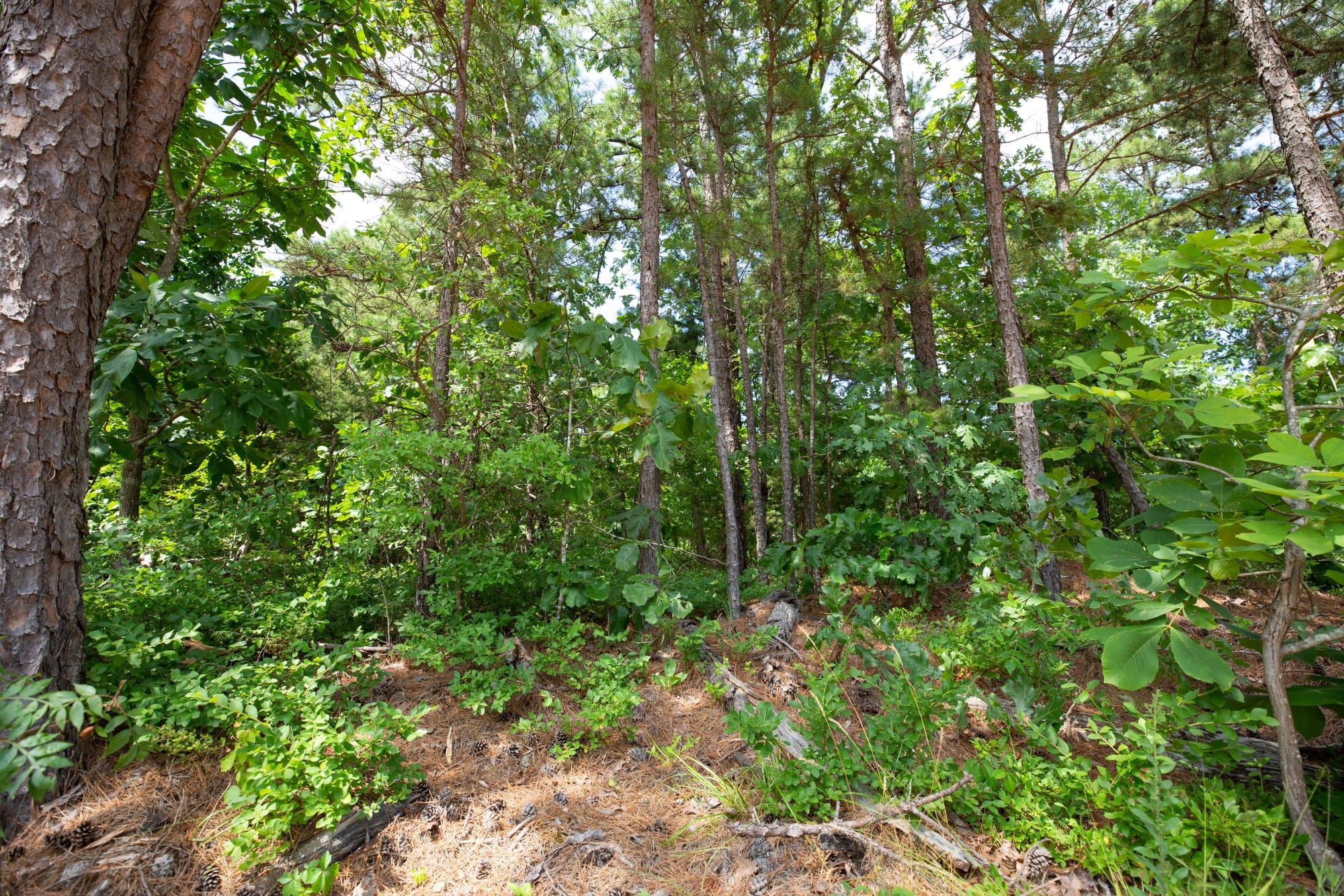 Eagle’s Nest Tract 43 photo 4