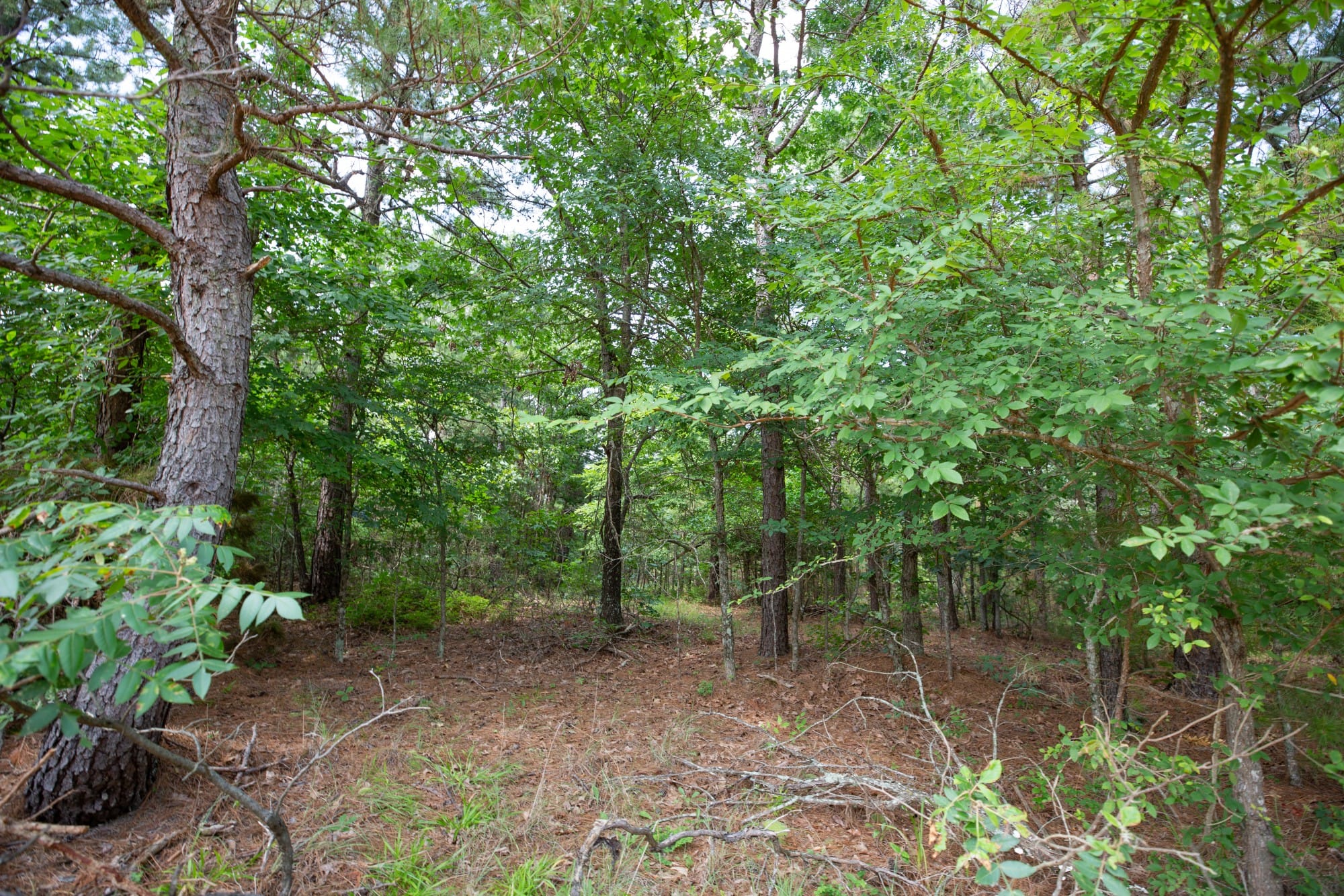 Eagle’s Nest Tract 43 photo 5
