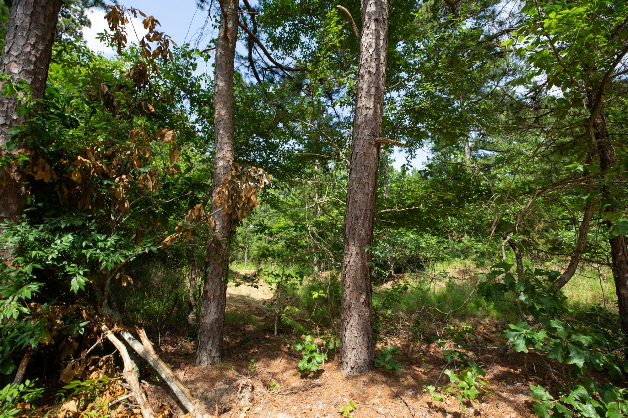 Eagle’s Nest Tract 43 photo 8