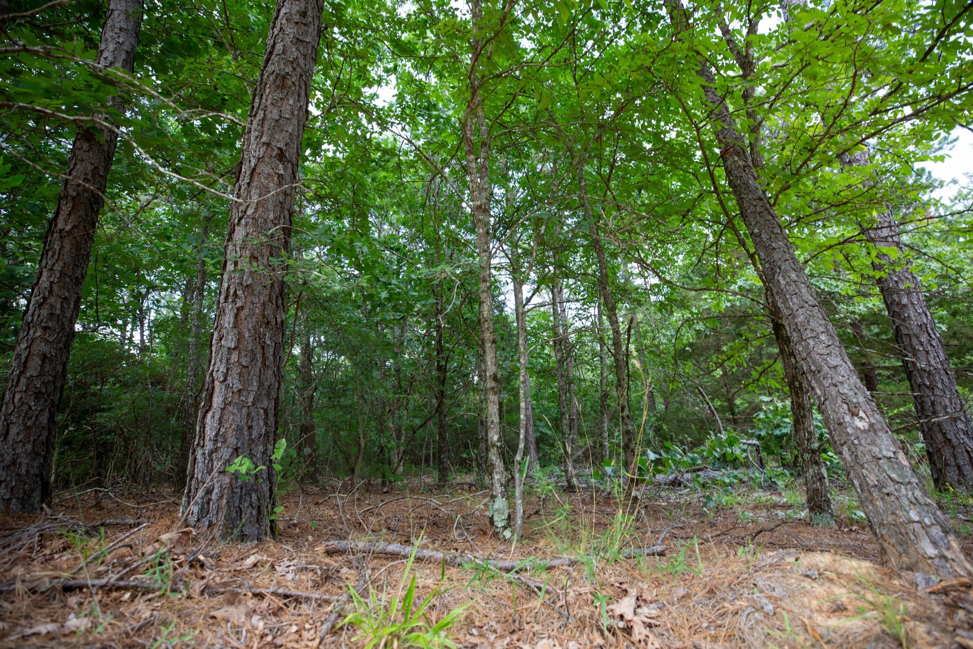 Eagle’s Nest Tract 43 photo 9