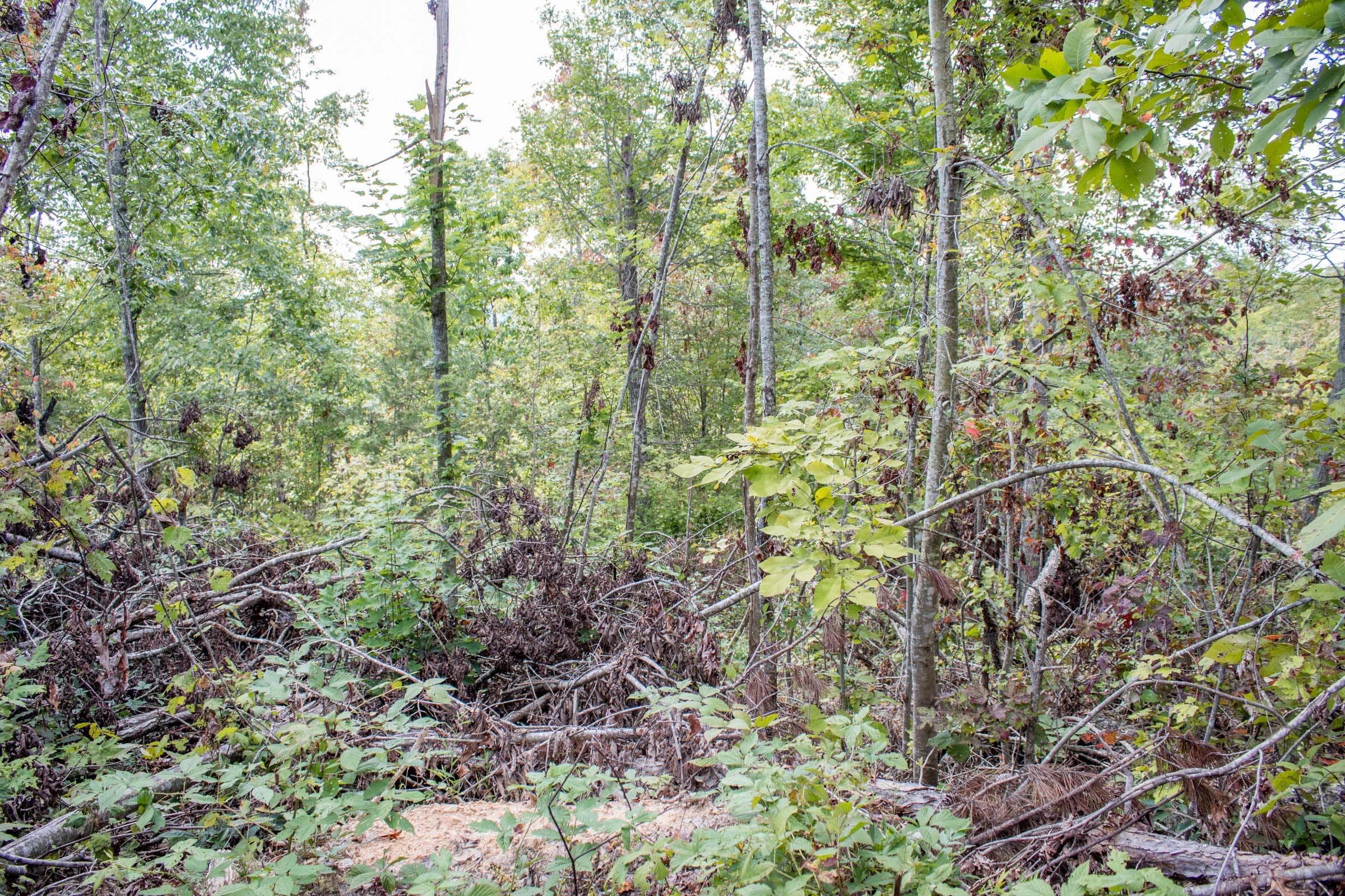Buck Run Ridge Tract 24 photo 4
